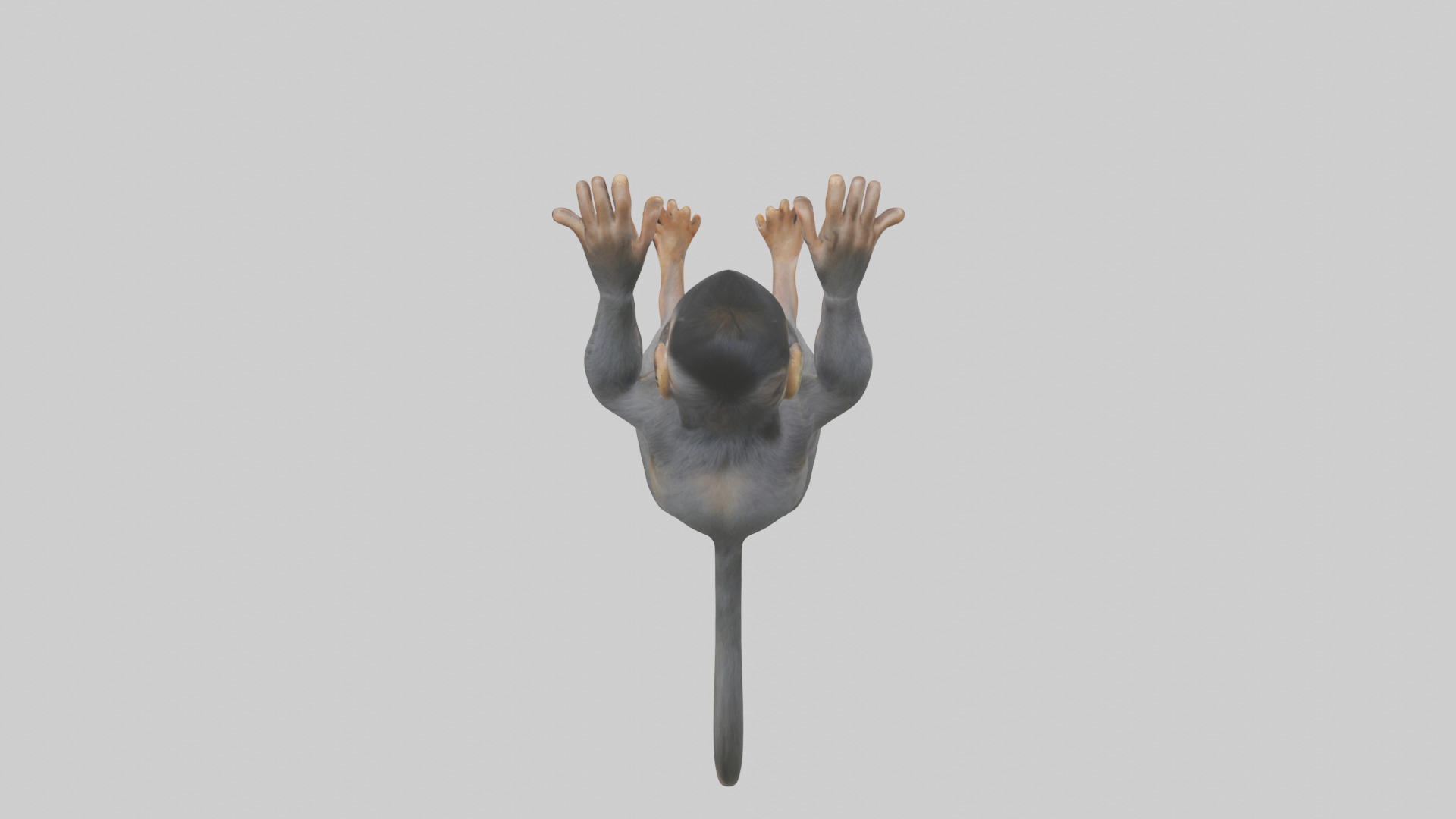 Dusky Leaf Monkey Model Low-poly 3D model_55