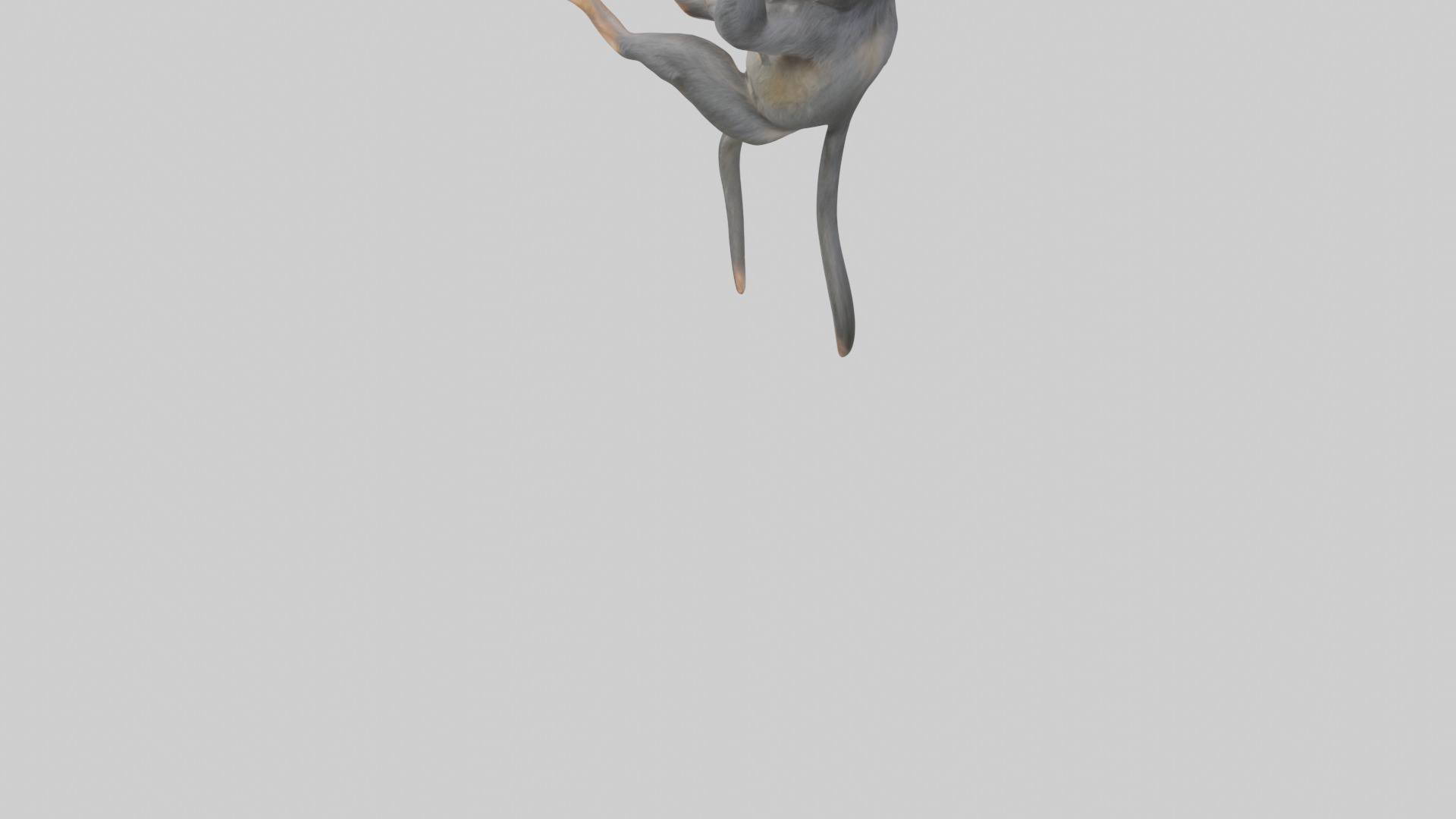 Dusky Leaf Monkey Model Low-poly 3D model_3