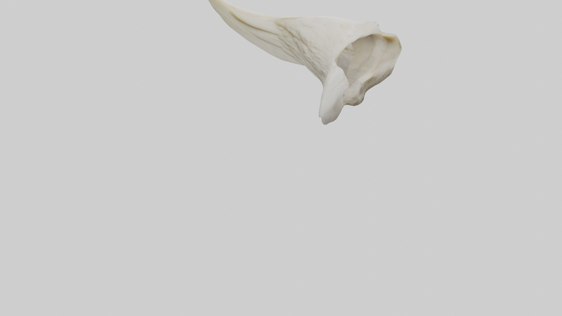 Eagle Beak Bone Low-poly 3D model_4