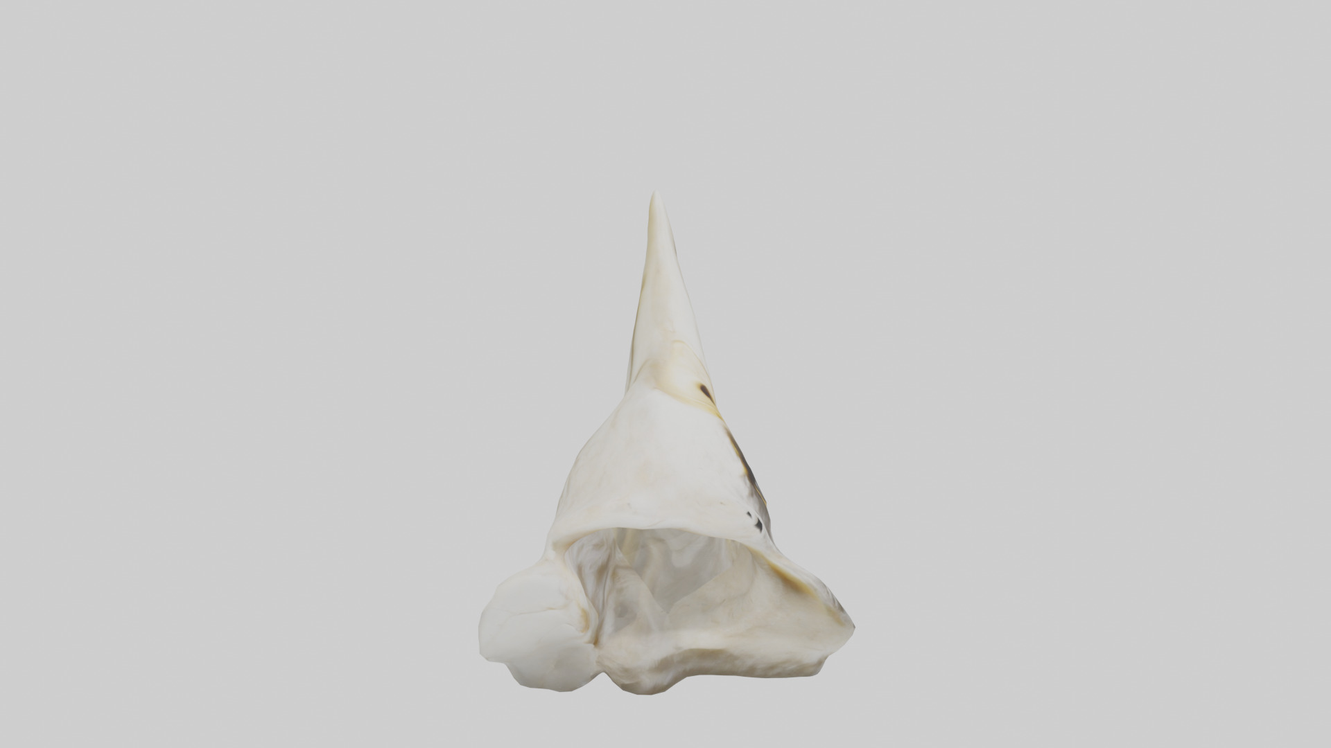 Eagle Beak Bone Low-poly 3D model_28