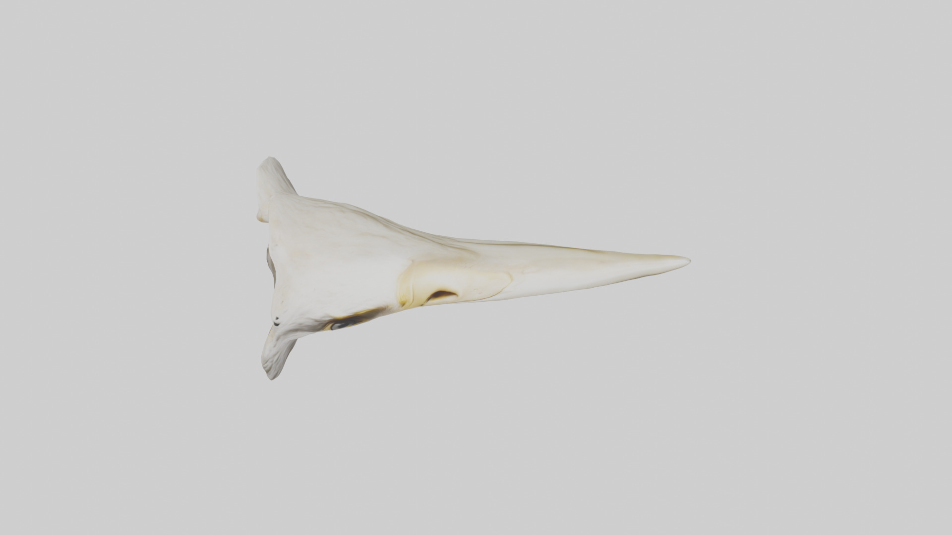 Eagle Beak Bone Low-poly 3D model_24