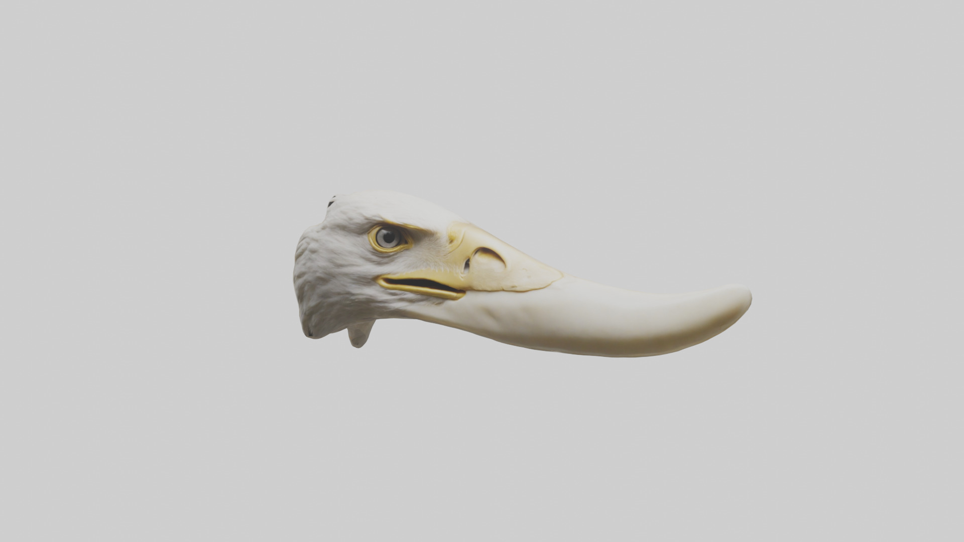 Eagle Beak Bone Low-poly 3D model_13