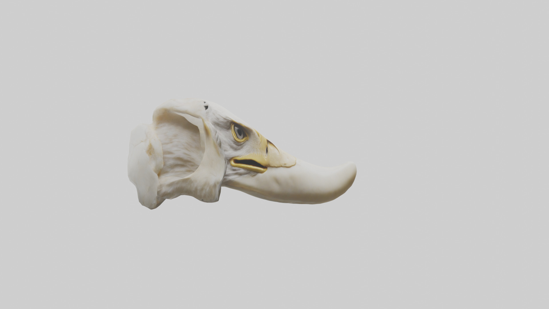 Eagle Beak Bone Low-poly 3D model_16
