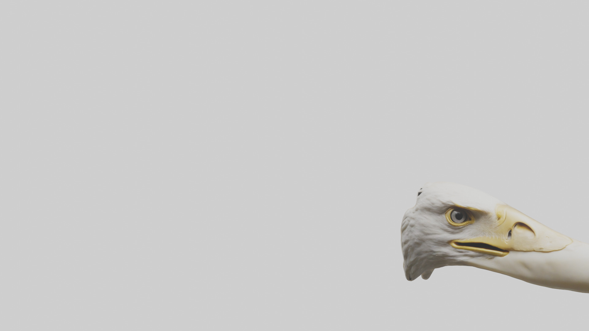 Eagle Beak Bone Low-poly 3D model_21