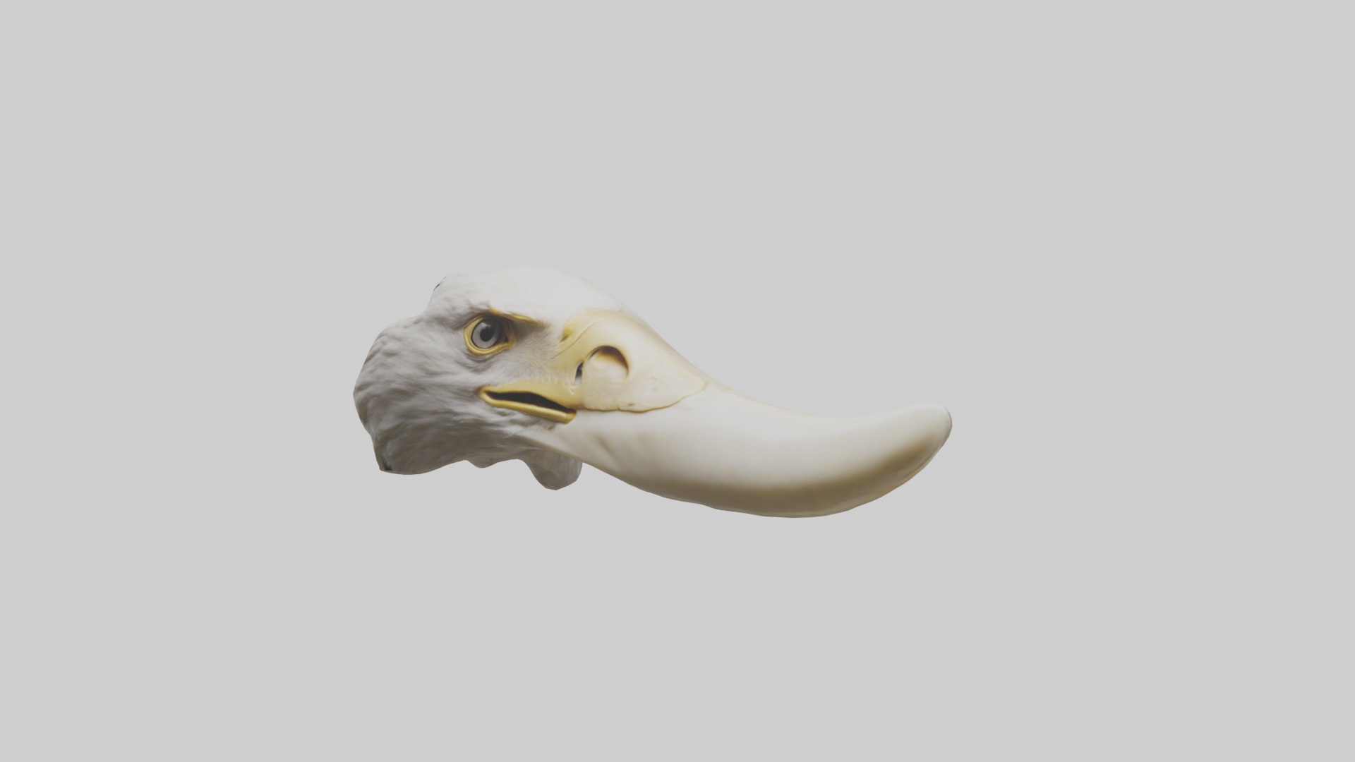 Eagle Beak Bone Low-poly 3D model_11