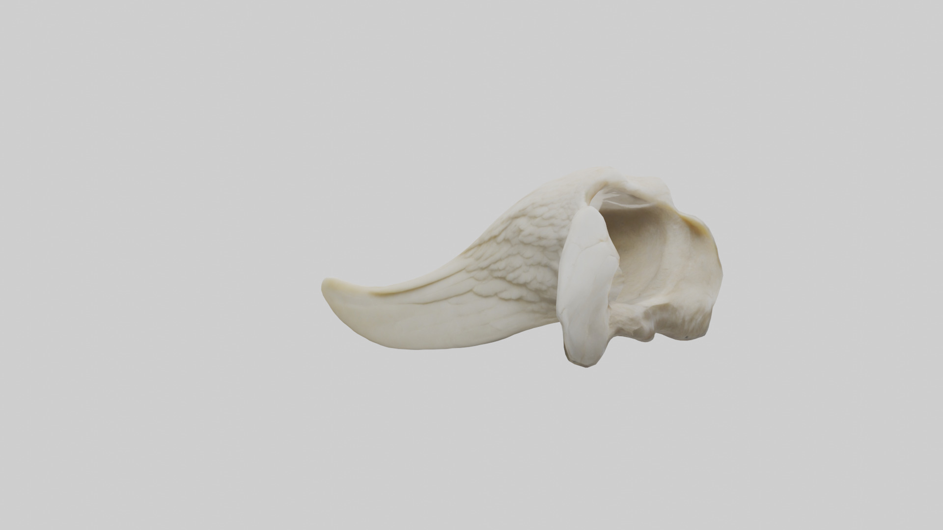 Eagle Beak Bone Low-poly 3D model_2