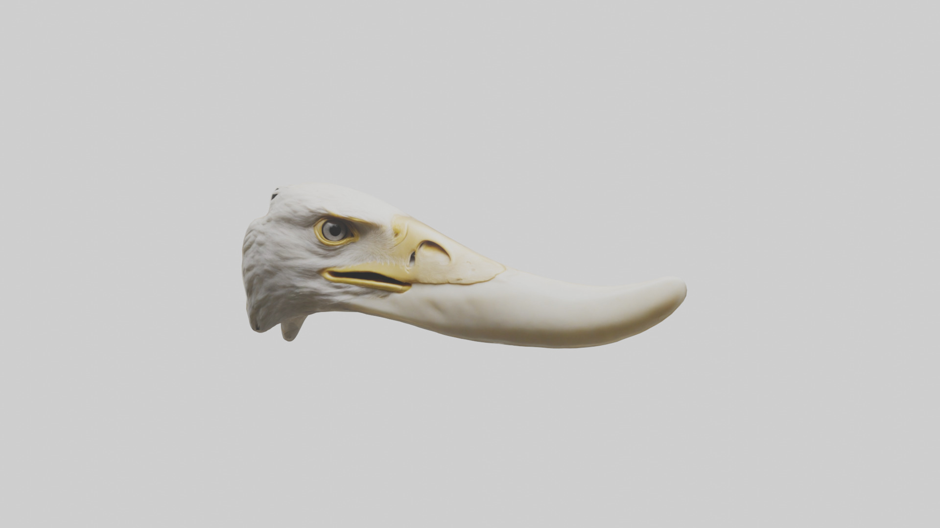 Eagle Beak Bone Low-poly 3D model_14