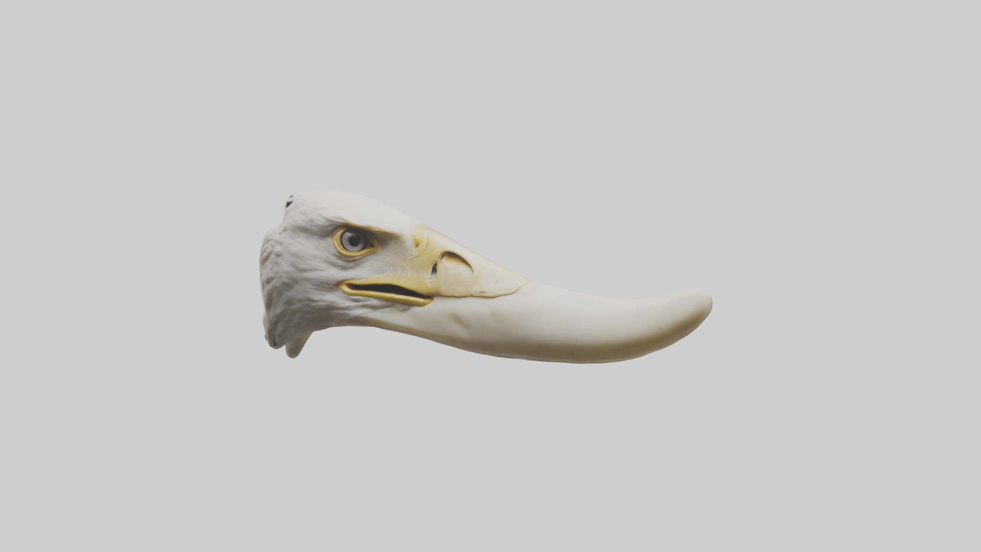 Eagle Beak Bone Low-poly 3D model_19