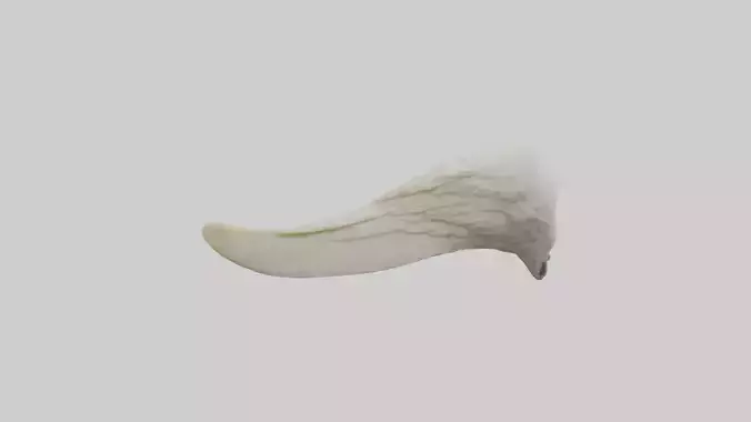 Eagle Beak Bone