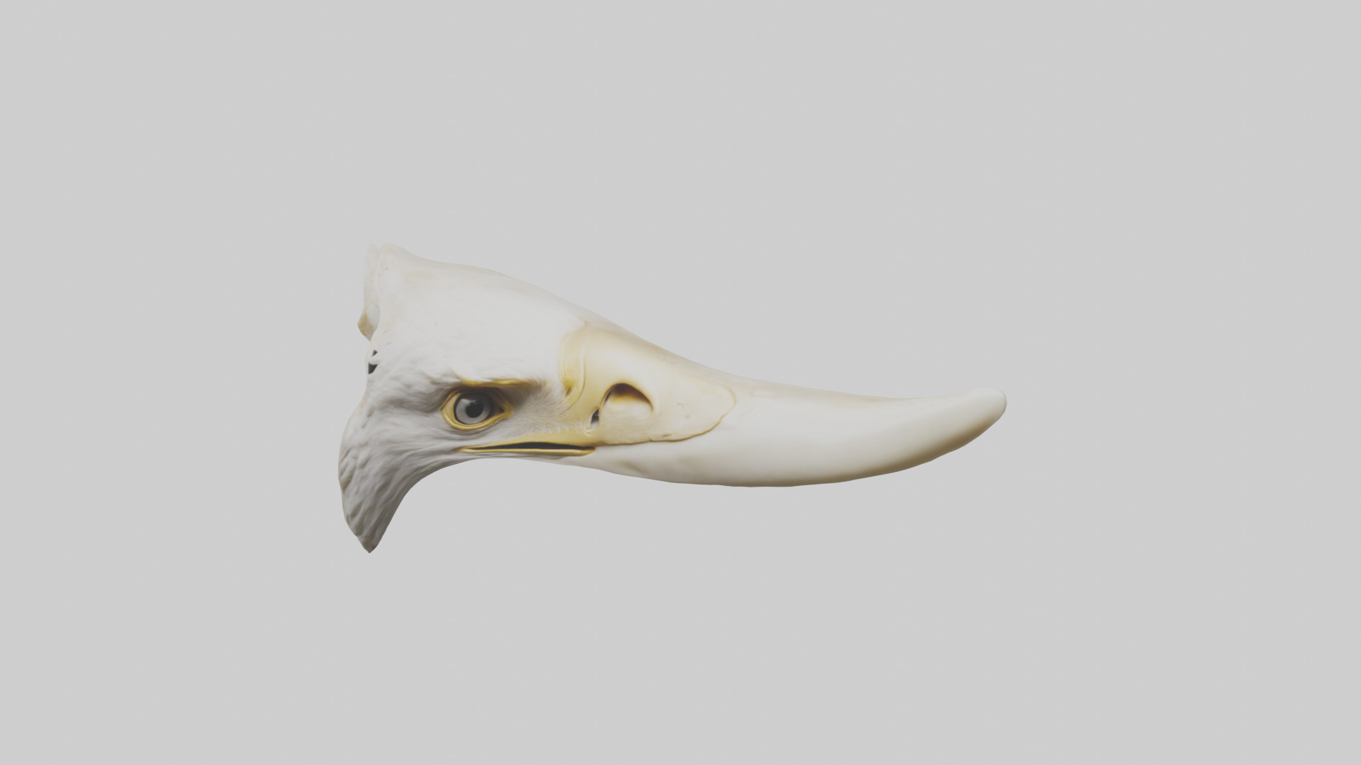Eagle Beak Bone Low-poly 3D model_26