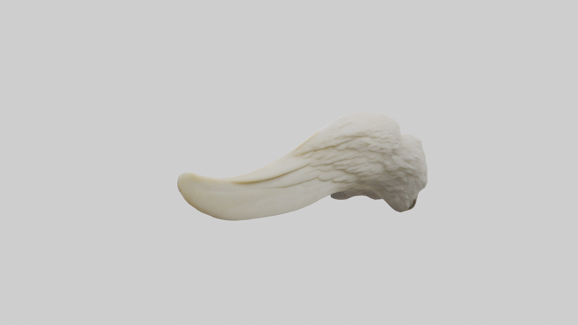 Eagle Beak Bone Low-poly 3D model_1