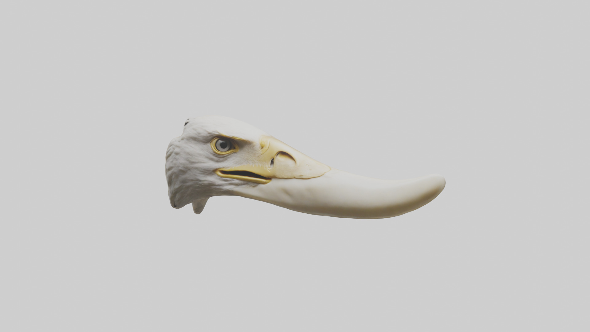Eagle Beak Bone Low-poly 3D model_12