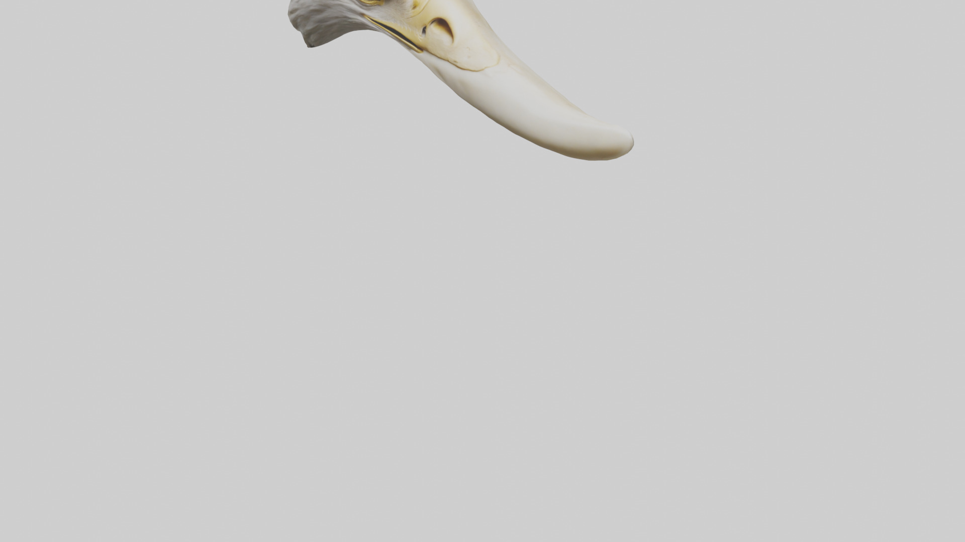 Eagle Beak Bone Low-poly 3D model_5
