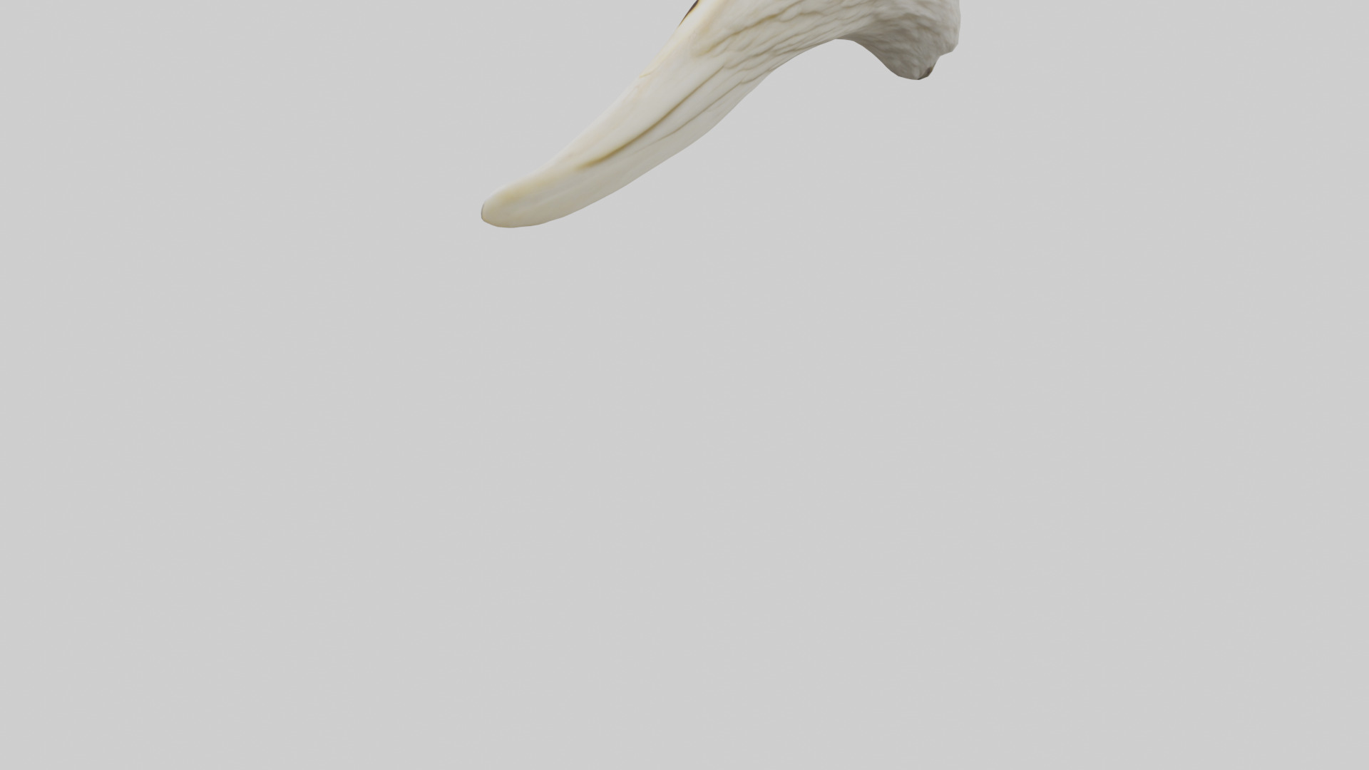 Eagle Beak Bone Low-poly 3D model_3