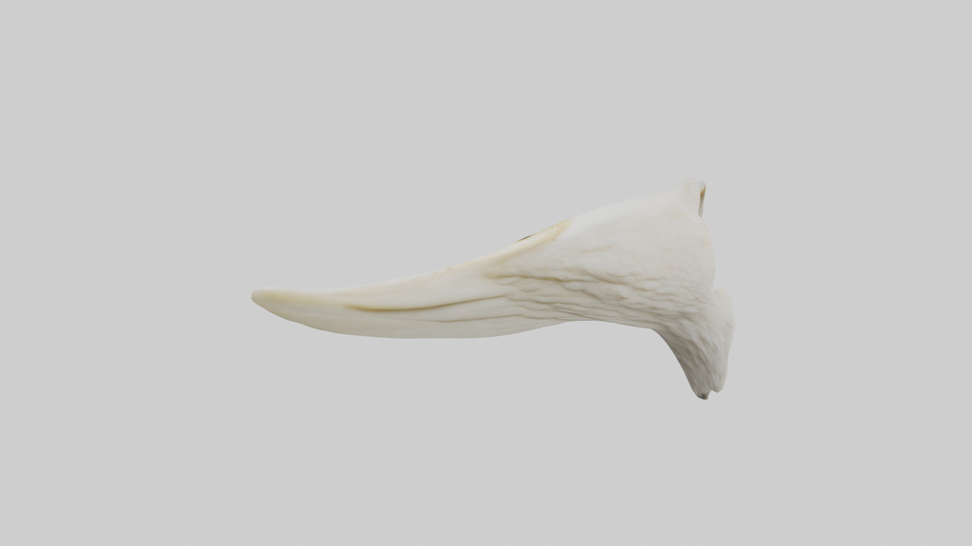 Eagle Beak Bone Low-poly 3D model_25