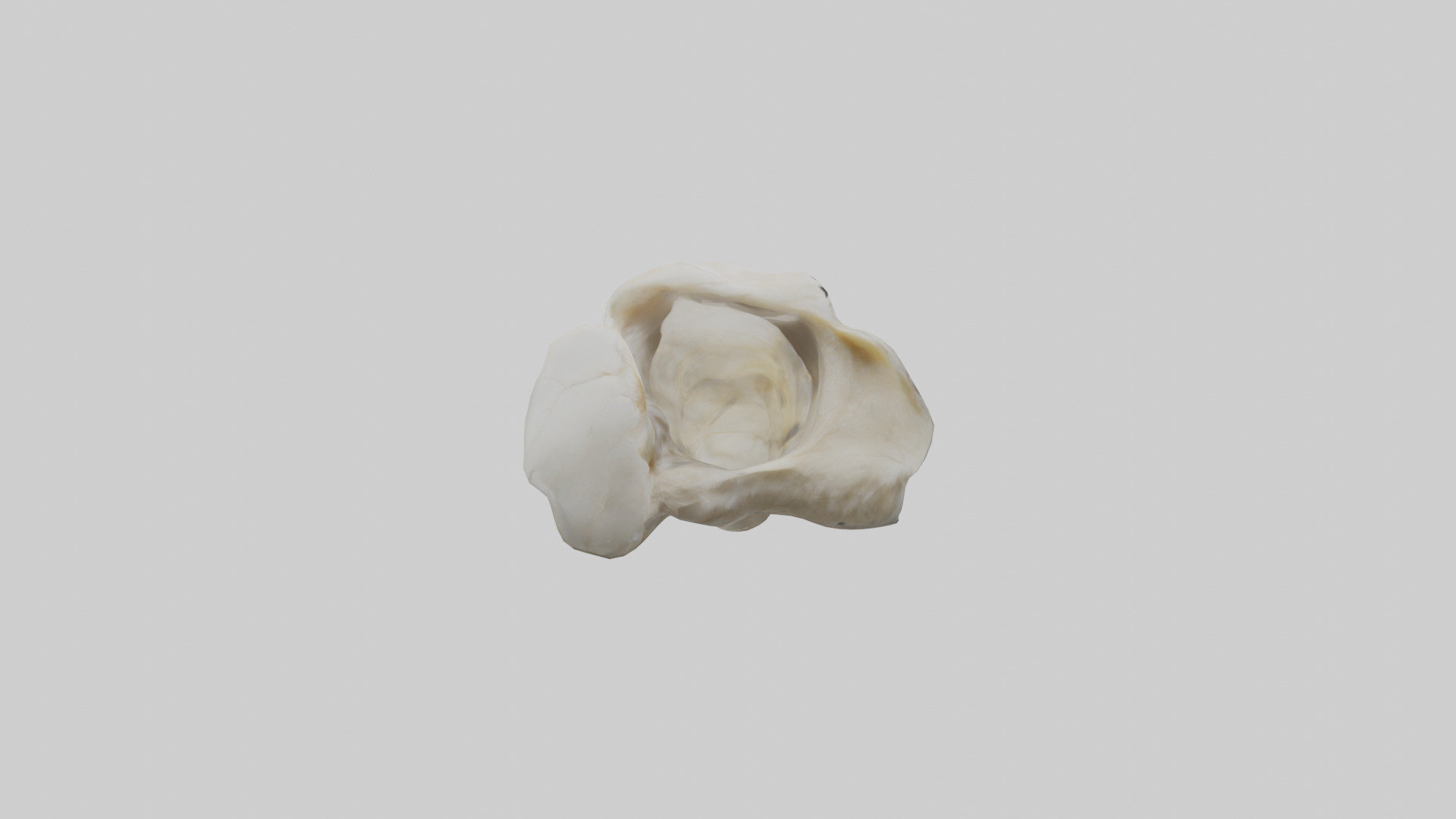 Eagle Beak Bone Low-poly 3D model_23