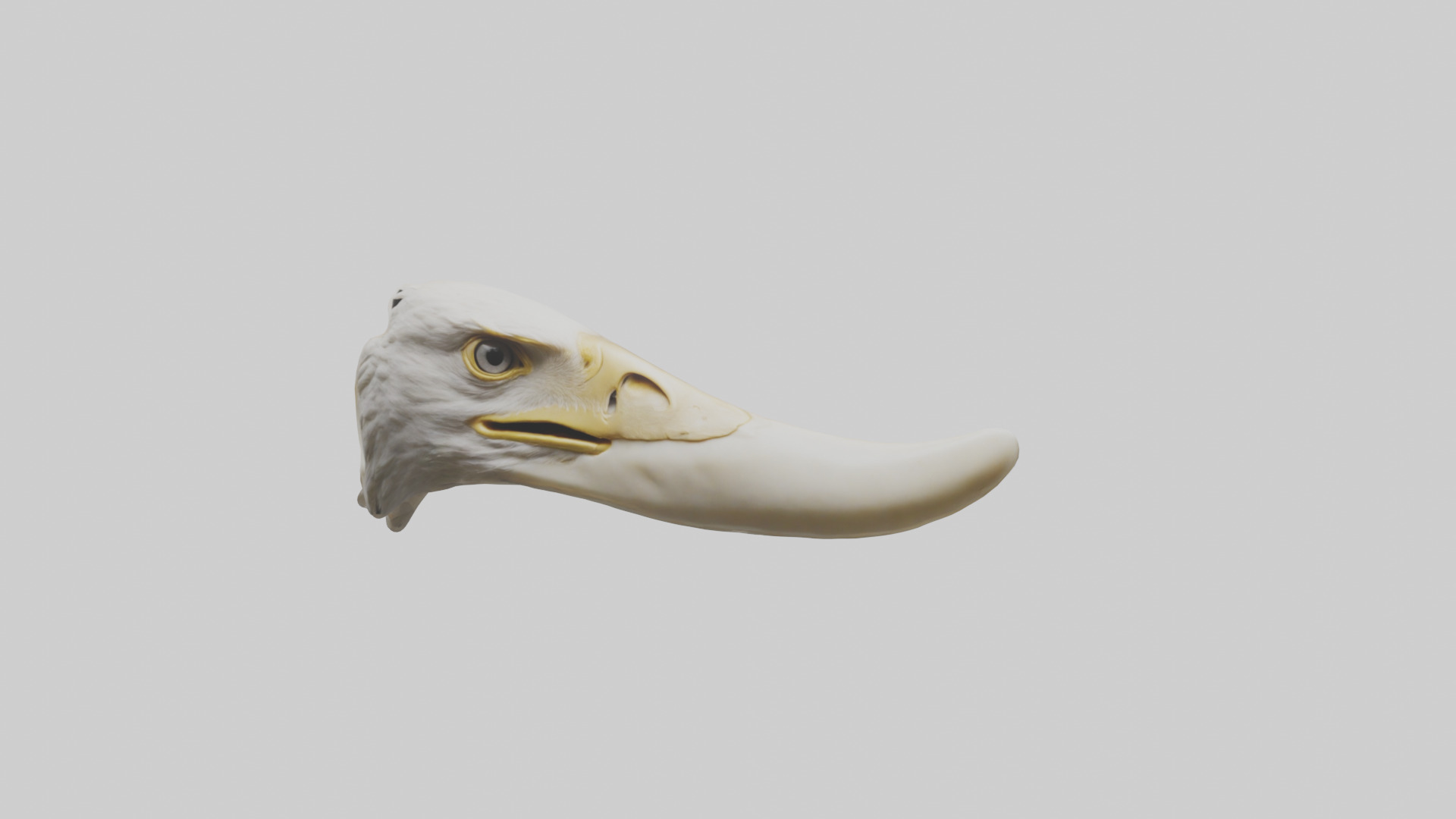 Eagle Beak Bone Low-poly 3D model_17