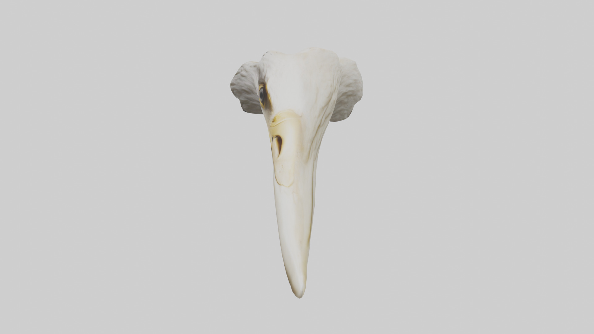 Eagle Beak Bone Low-poly 3D model_27