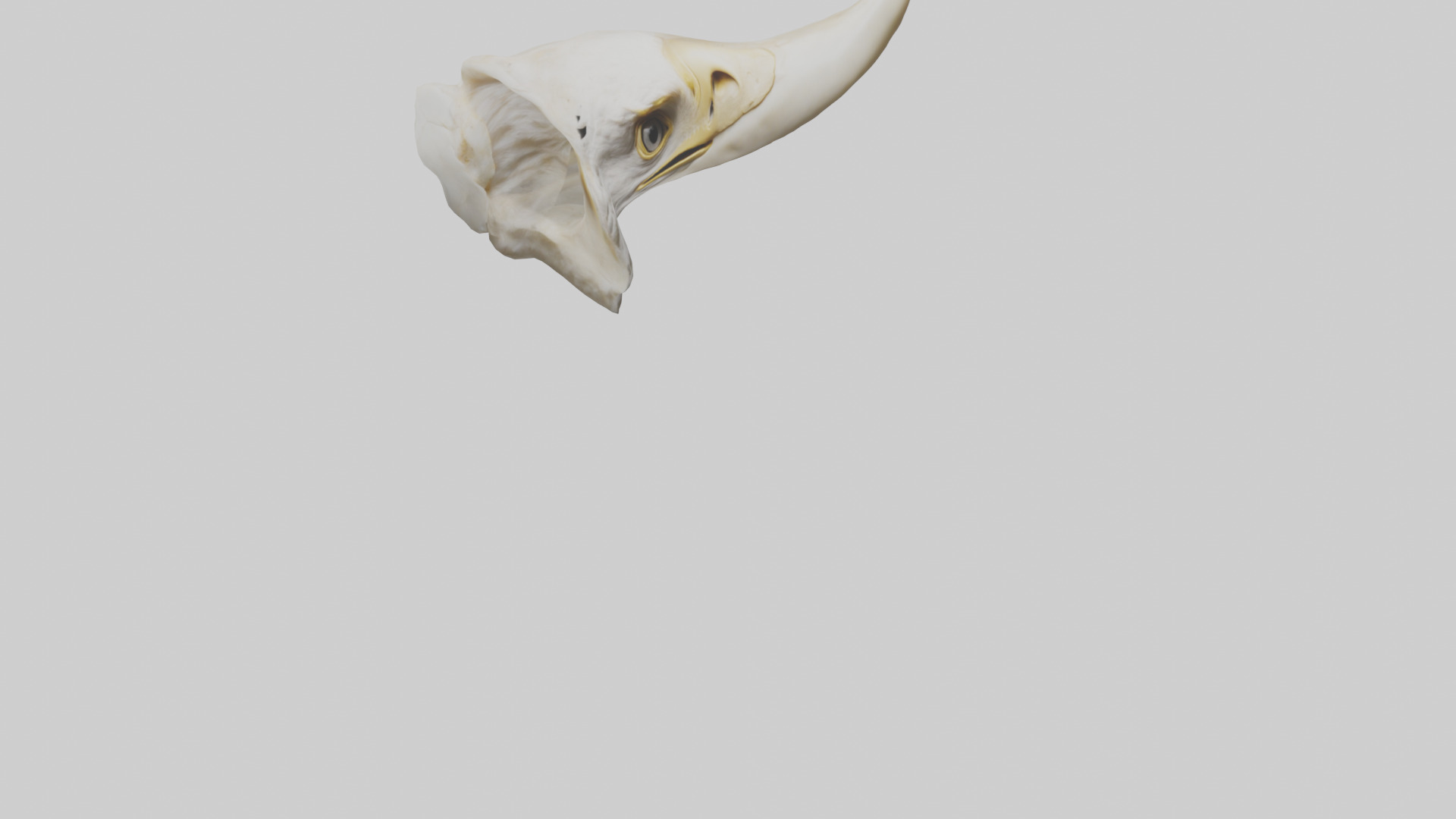 Eagle Beak Bone Low-poly 3D model_6