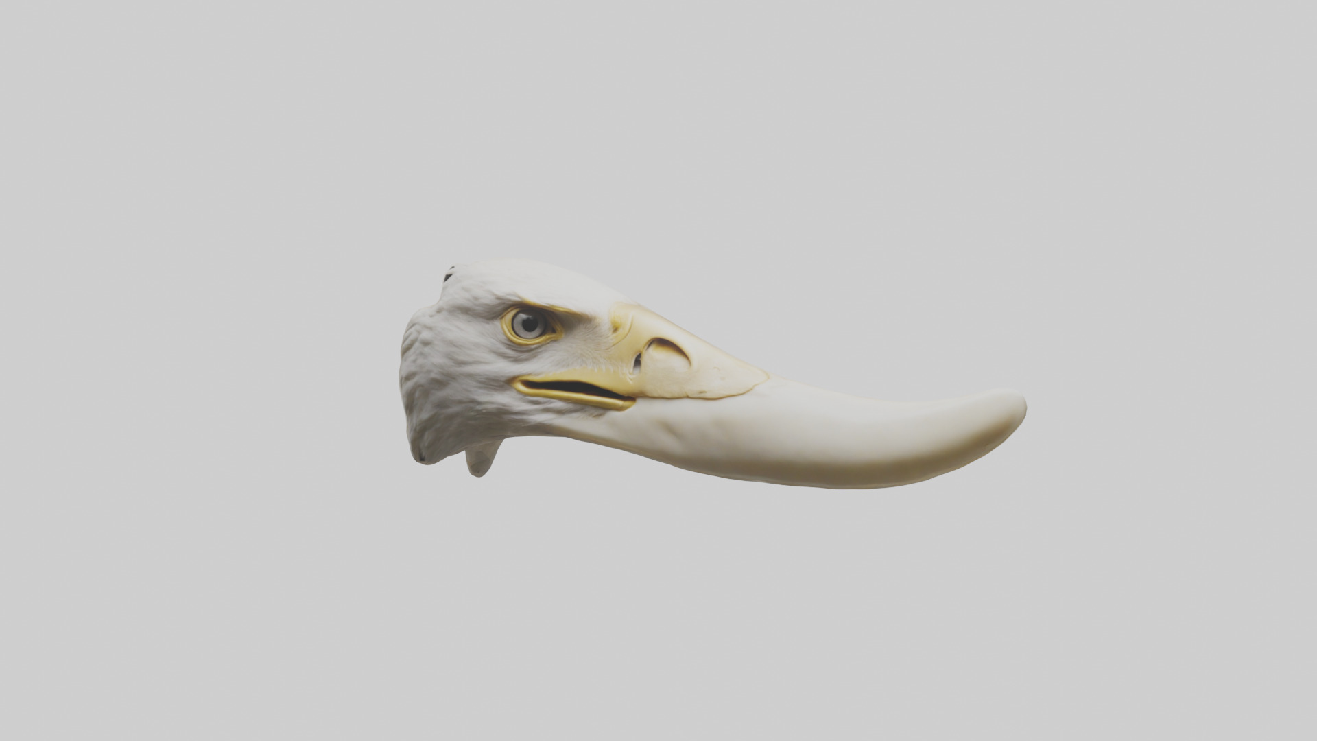 Eagle Beak Bone Low-poly 3D model_15