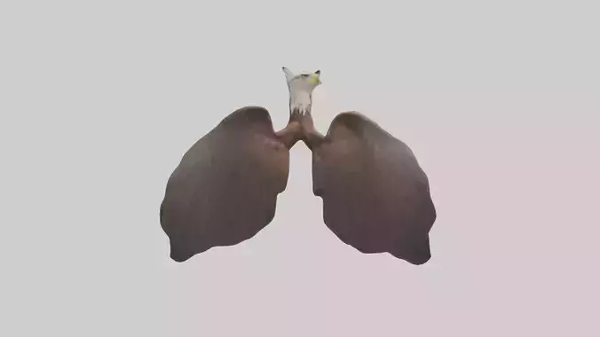 Eagle Lungs Low-poly 3D model