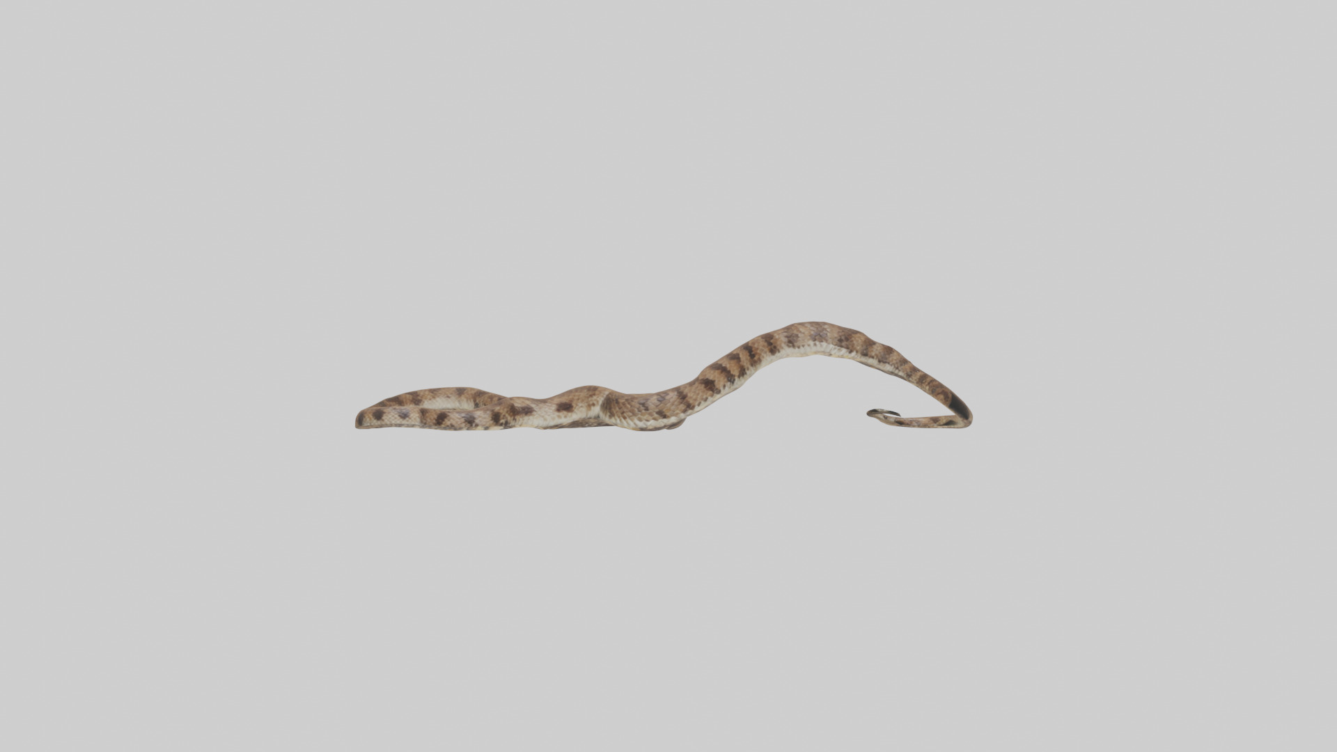 Eastern Diamondback Rattlesnake slithering model Low-poly 3D model_9