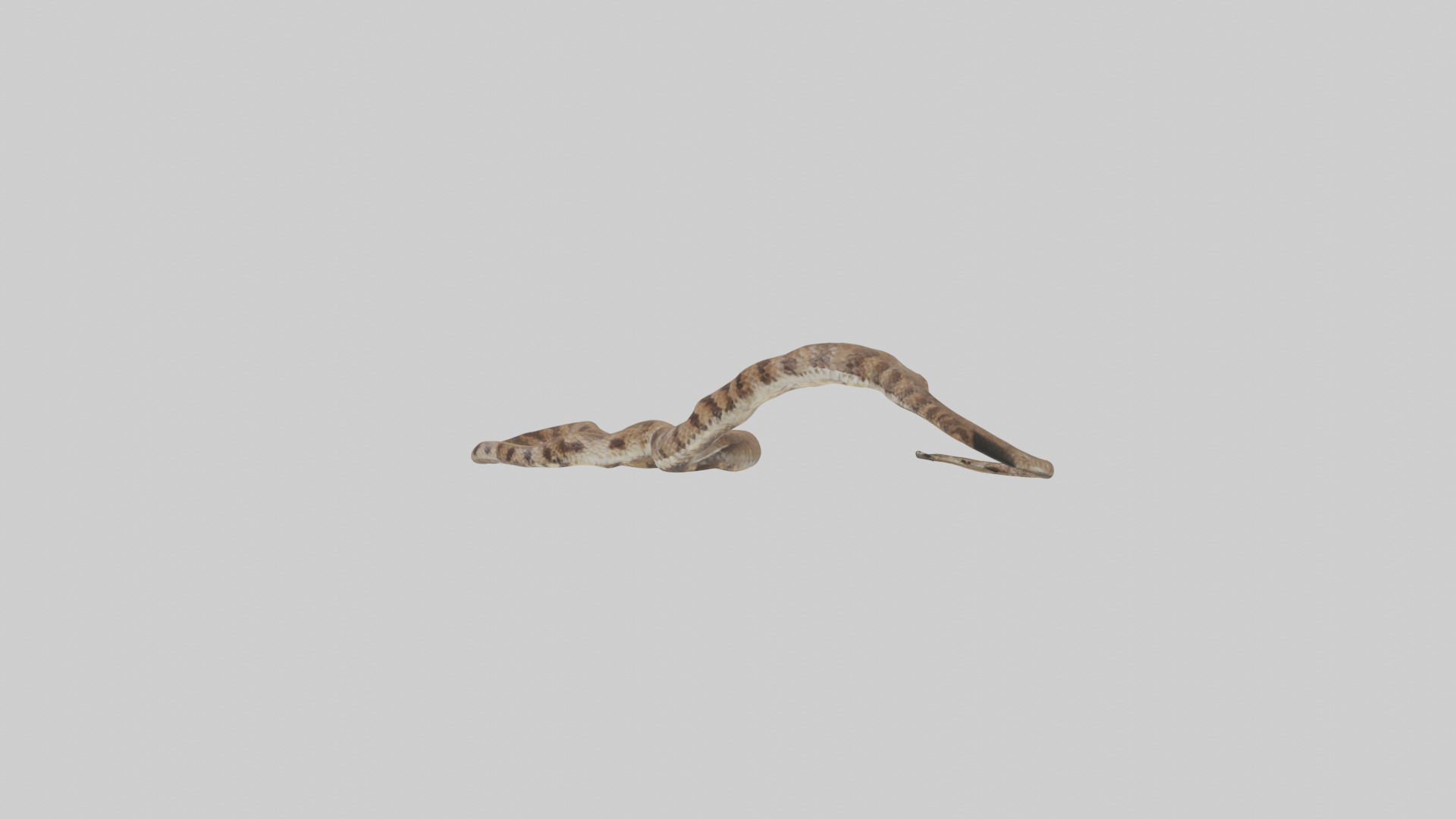 Eastern Diamondback Rattlesnake slithering model Low-poly 3D model_8