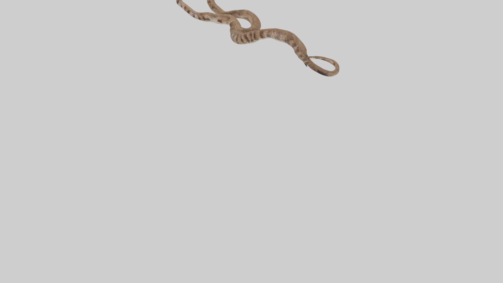 Eastern Diamondback Rattlesnake slithering model Low-poly 3D model_5