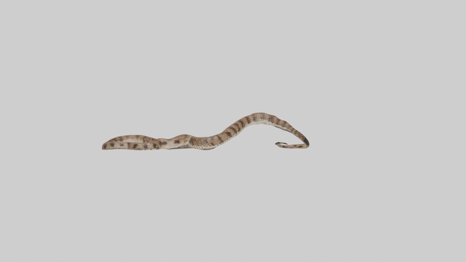 Eastern Diamondback Rattlesnake slithering model Low-poly 3D model_18