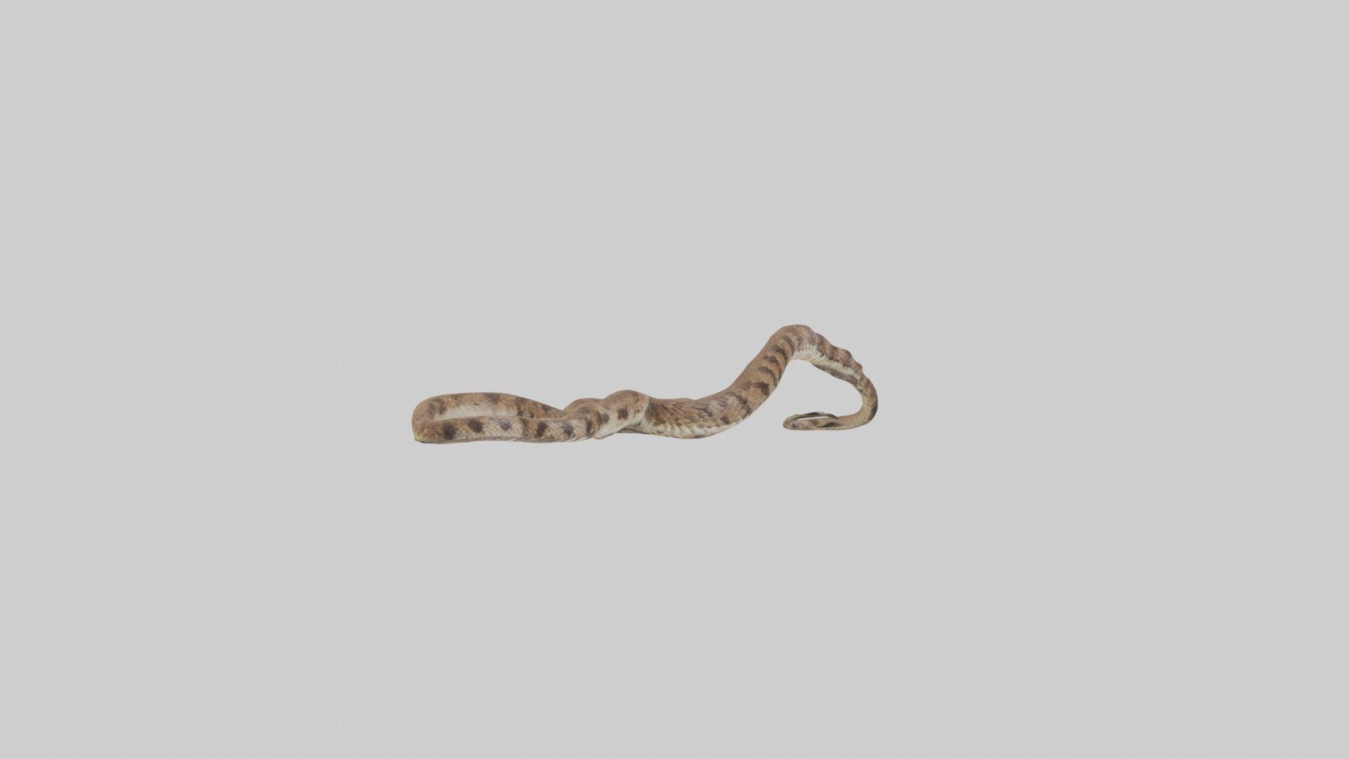 Eastern Diamondback Rattlesnake slithering model Low-poly 3D model_7
