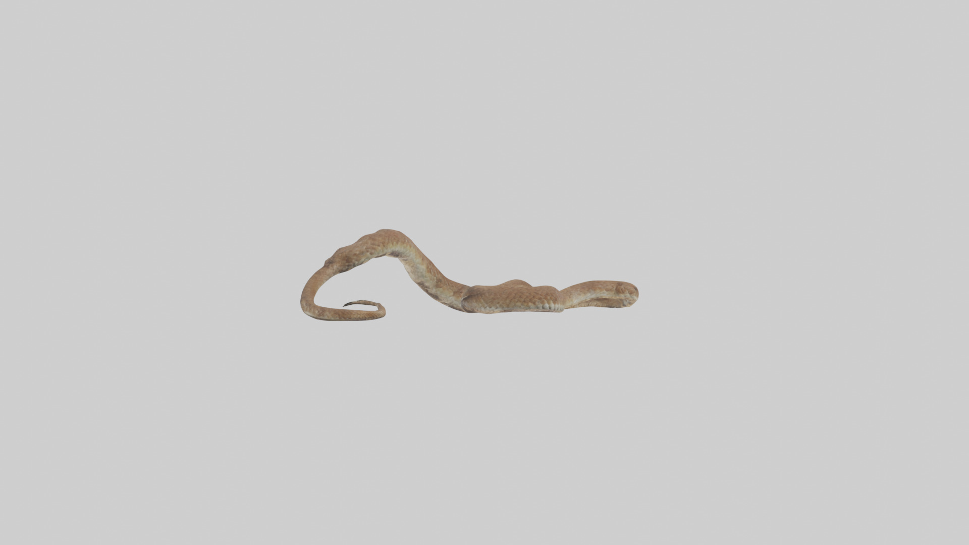 Eastern Diamondback Rattlesnake slithering model Low-poly 3D model_1