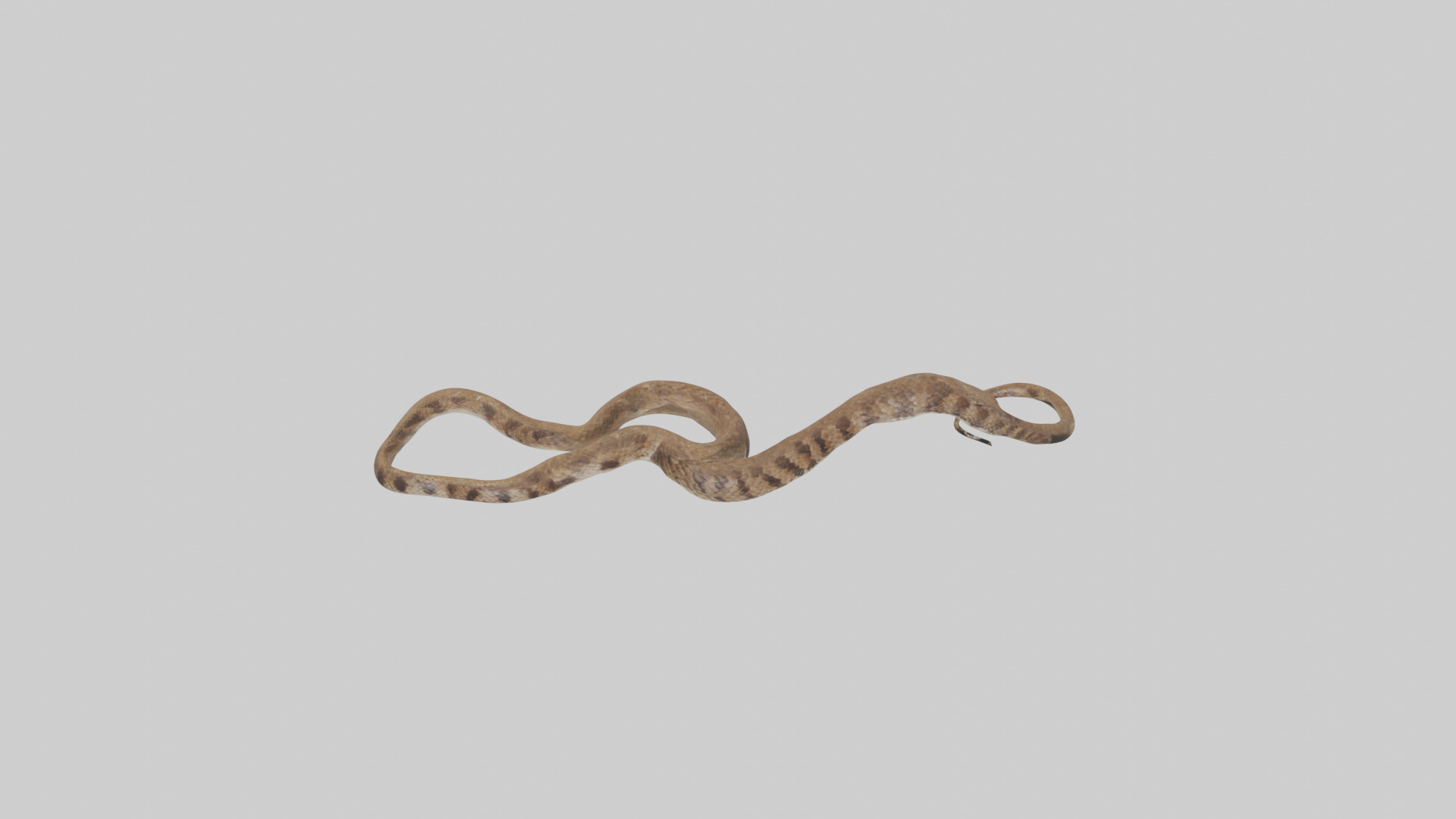 Eastern Diamondback Rattlesnake slithering model Low-poly 3D model_26