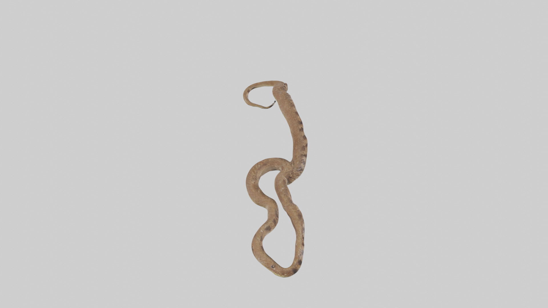 Eastern Diamondback Rattlesnake slithering model Low-poly 3D model_28