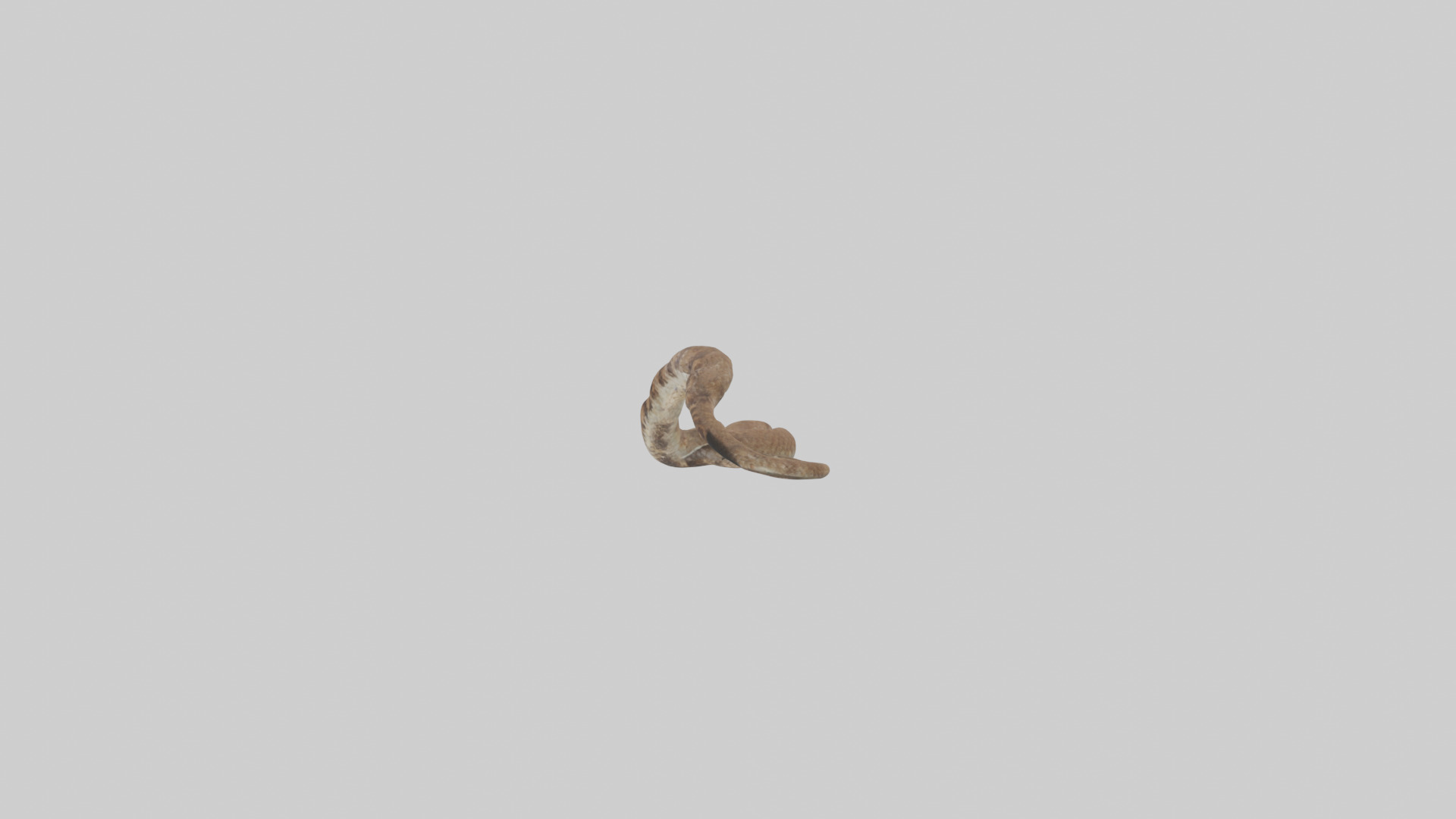 Eastern Diamondback Rattlesnake slithering model Low-poly 3D model_22