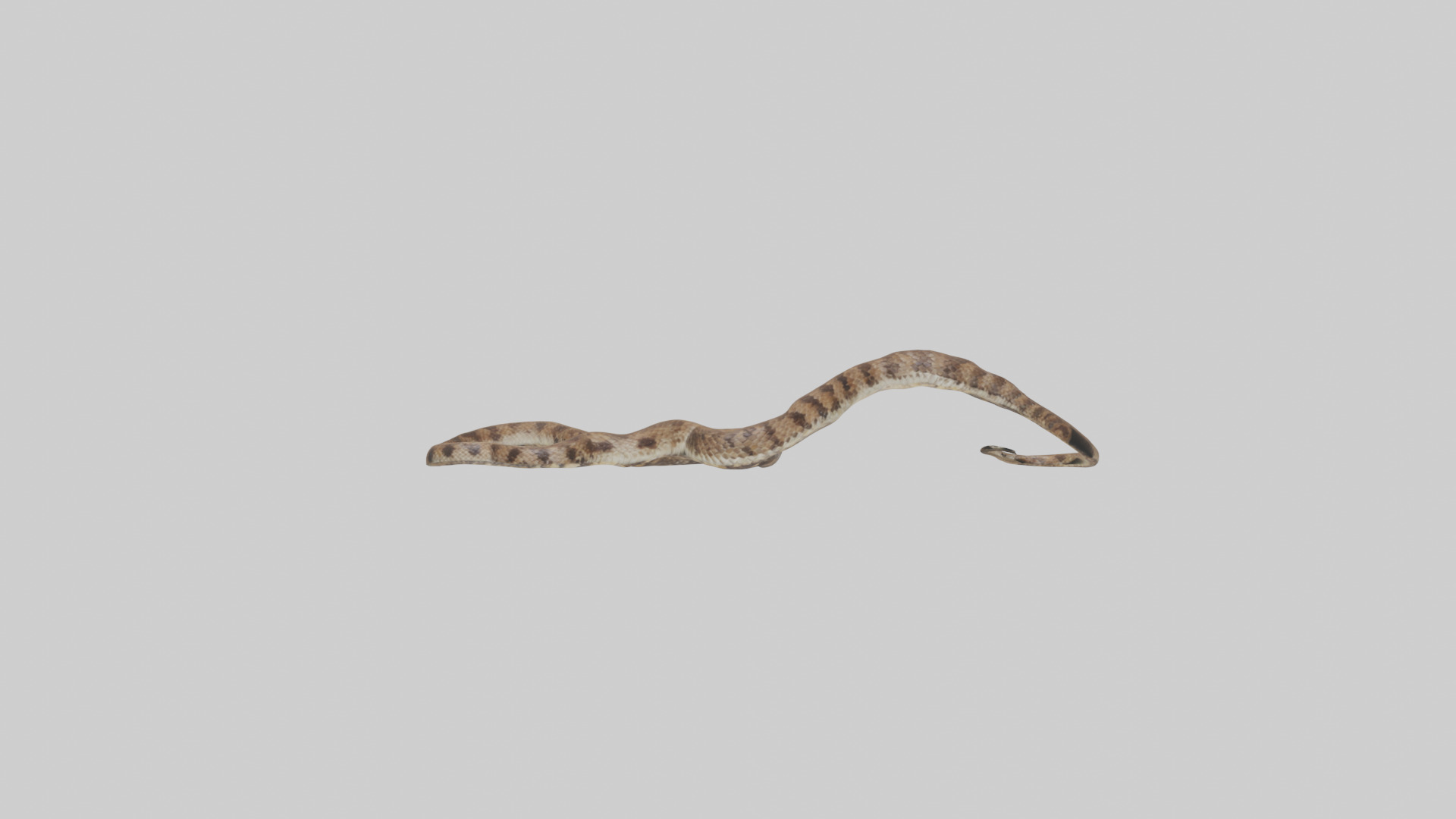 Eastern Diamondback Rattlesnake slithering model Low-poly 3D model_12