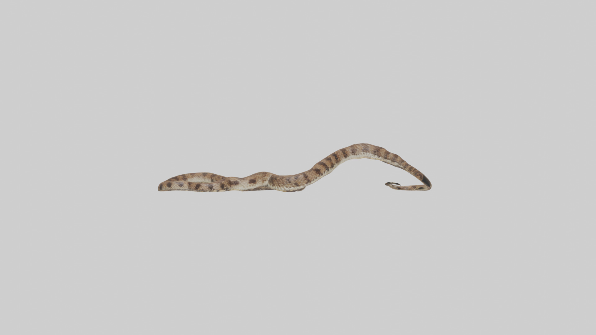 Eastern Diamondback Rattlesnake slithering model Low-poly 3D model_19