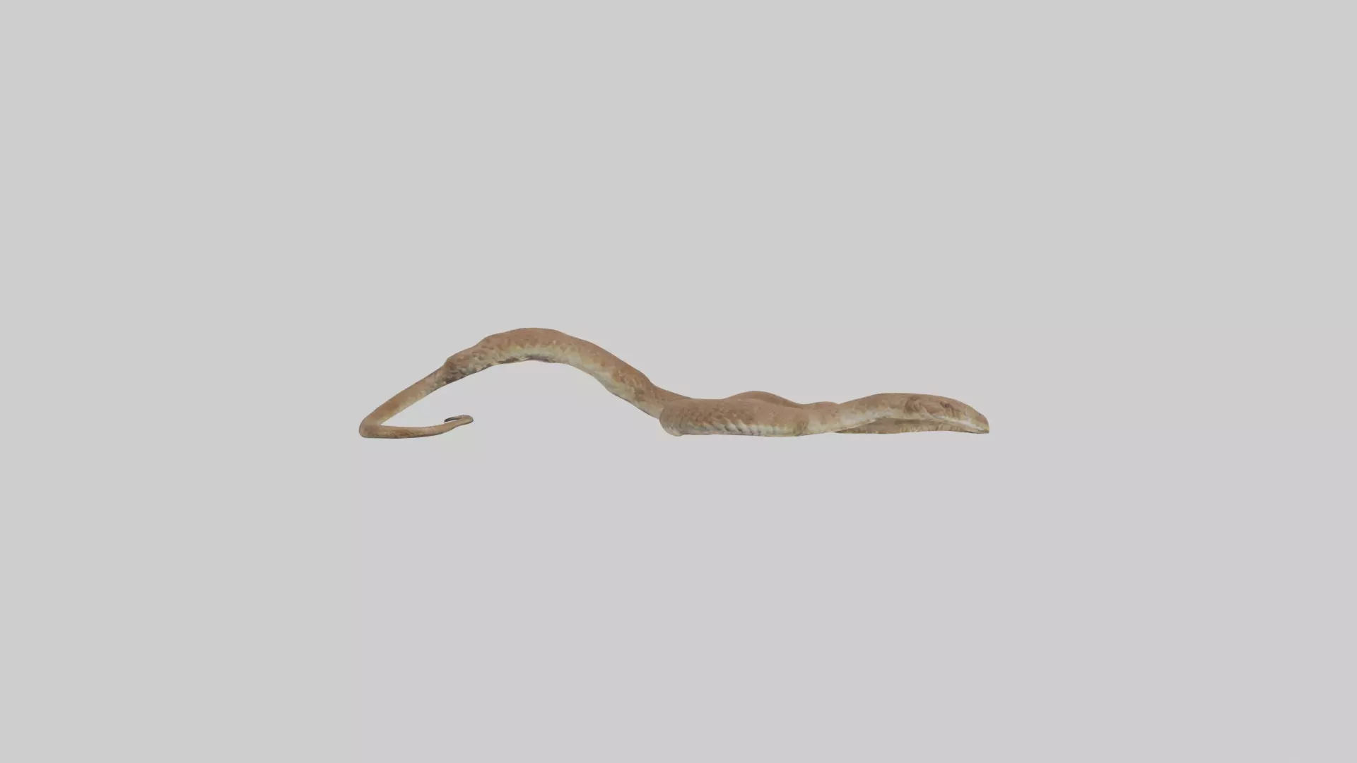 Eastern Diamondback Rattlesnake slithering model Low-poly 3D model_0