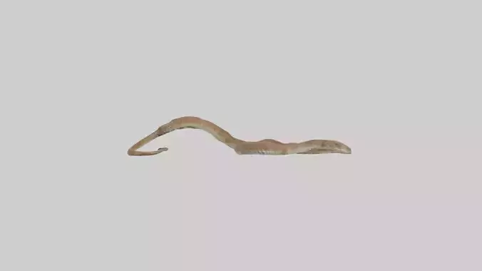 Eastern Diamondback Rattlesnake slithering model