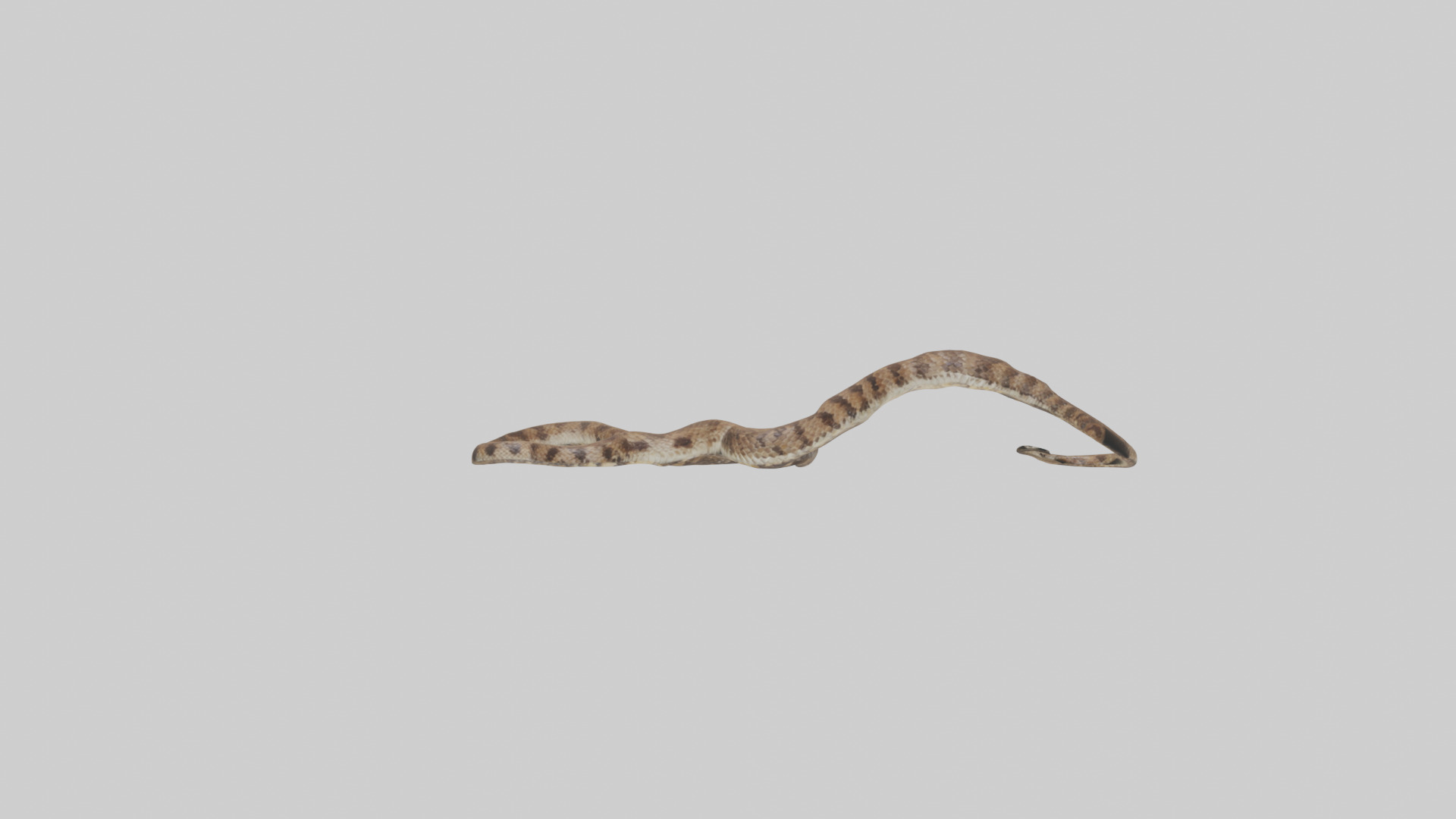 Eastern Diamondback Rattlesnake slithering model Low-poly 3D model_13