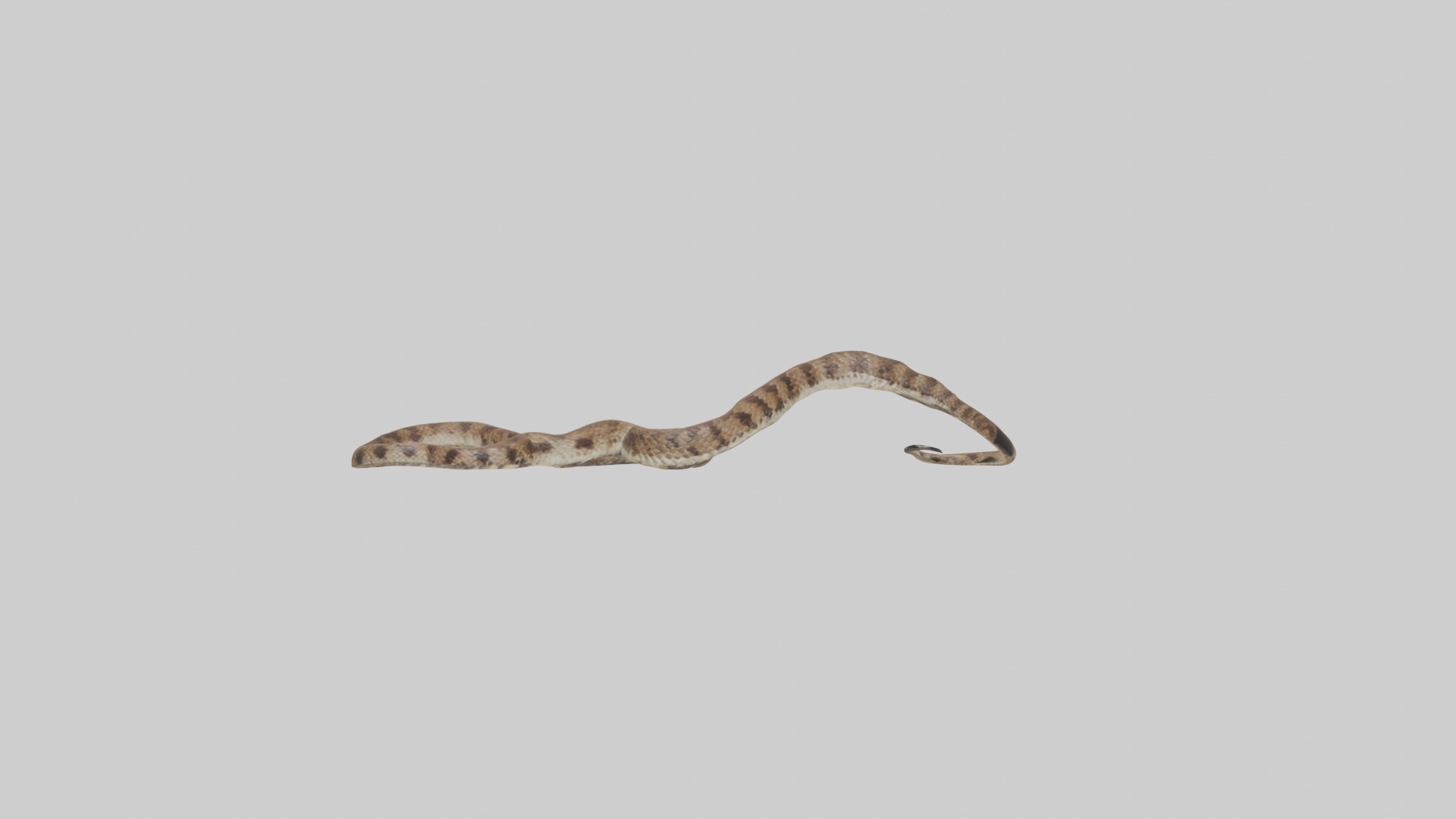 Eastern Diamondback Rattlesnake slithering model Low-poly 3D model_17