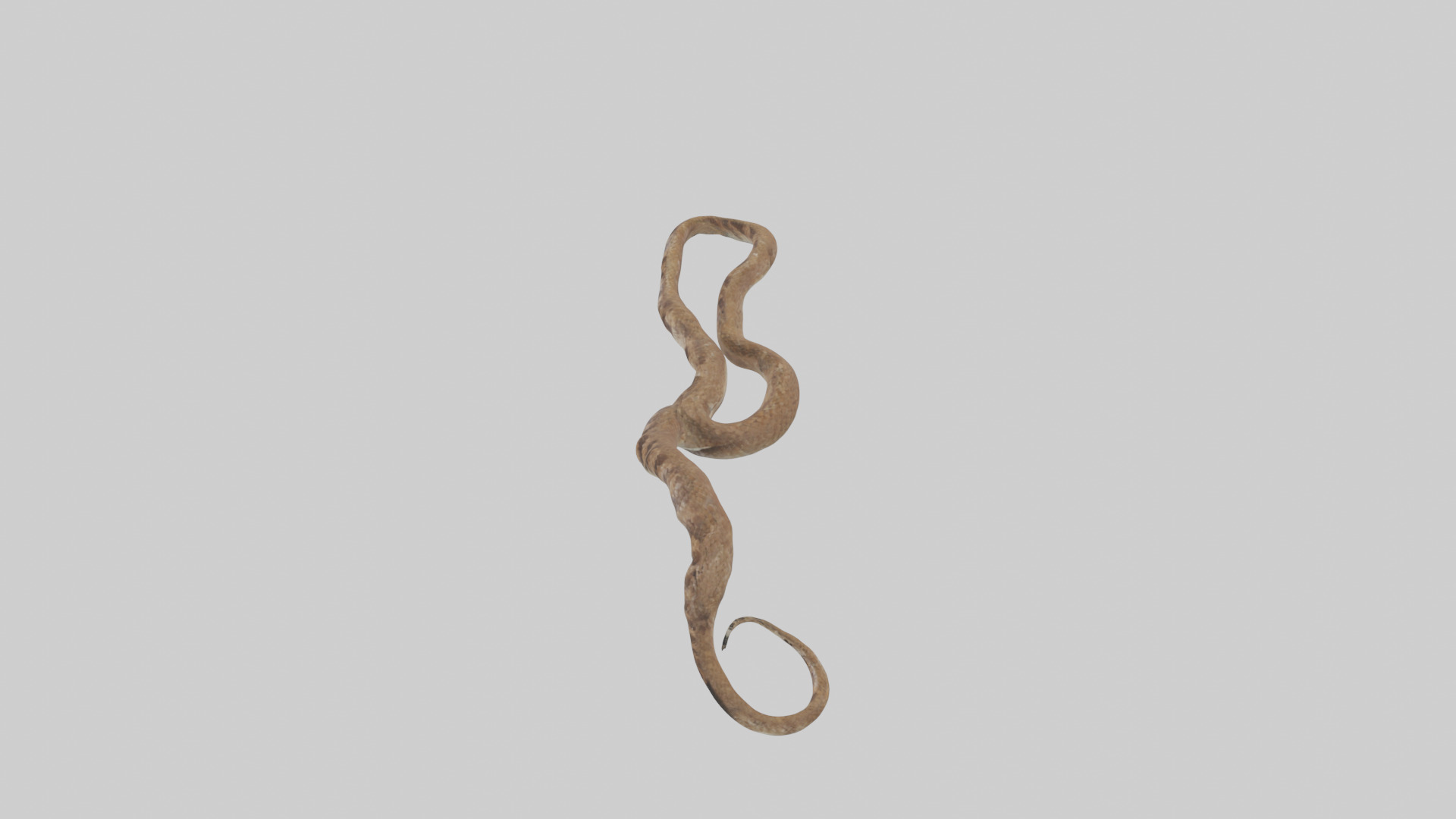 Eastern Diamondback Rattlesnake slithering model Low-poly 3D model_27