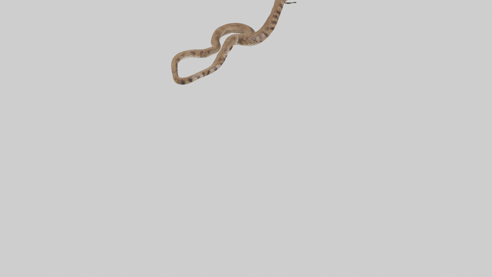 Eastern Diamondback Rattlesnake slithering model Low-poly 3D model_6