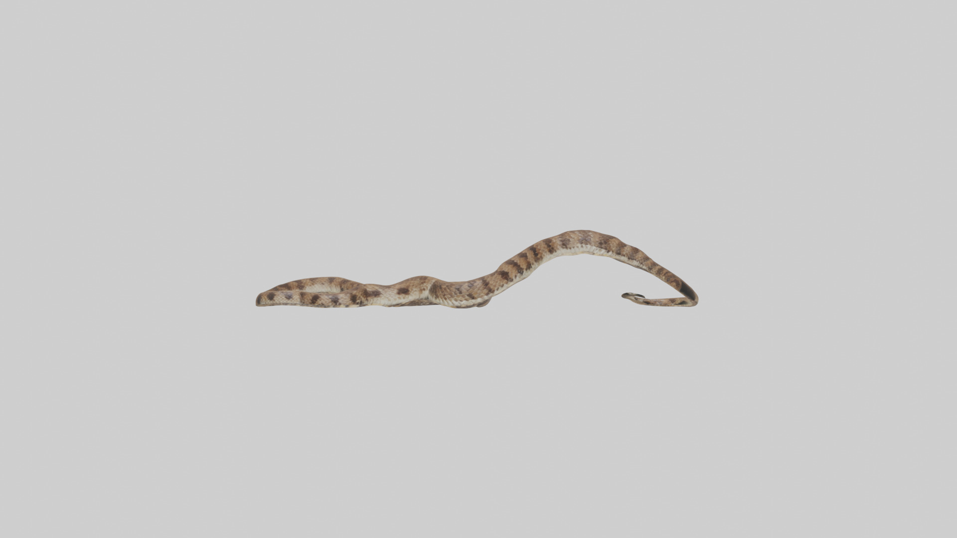 Eastern Diamondback Rattlesnake slithering model Low-poly 3D model_14