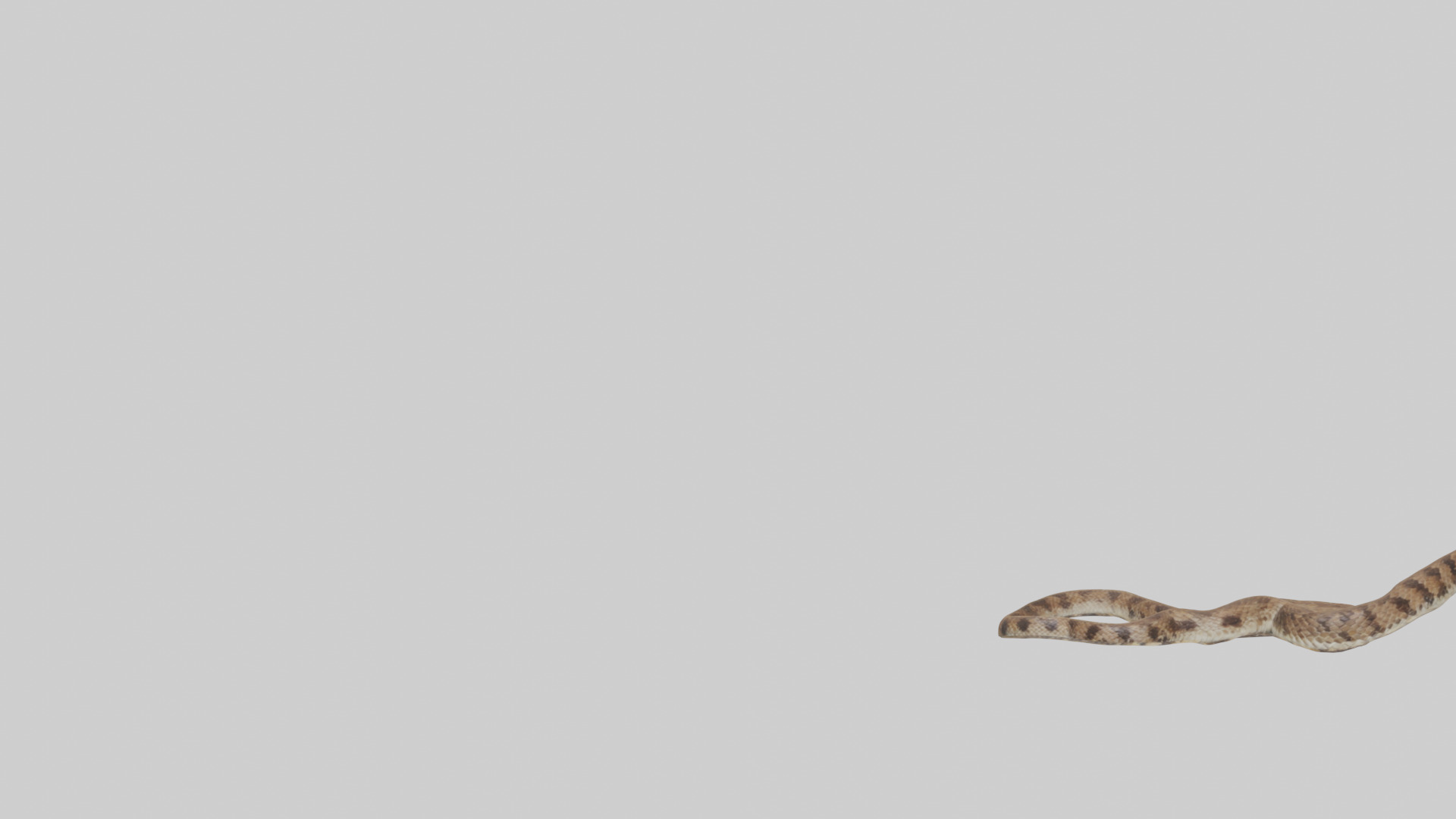 Eastern Diamondback Rattlesnake slithering model Low-poly 3D model_21