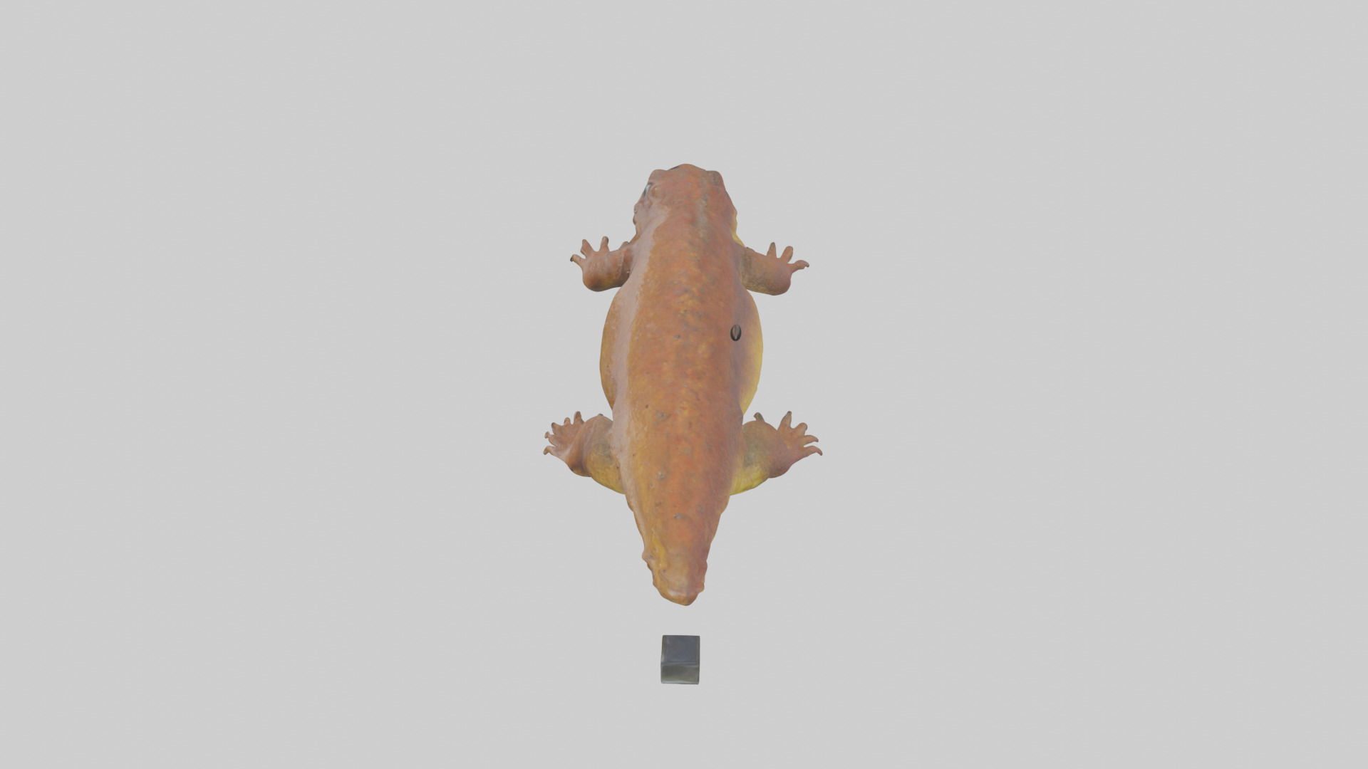 Eastern Hellbender resting model Low-poly 3D model_27