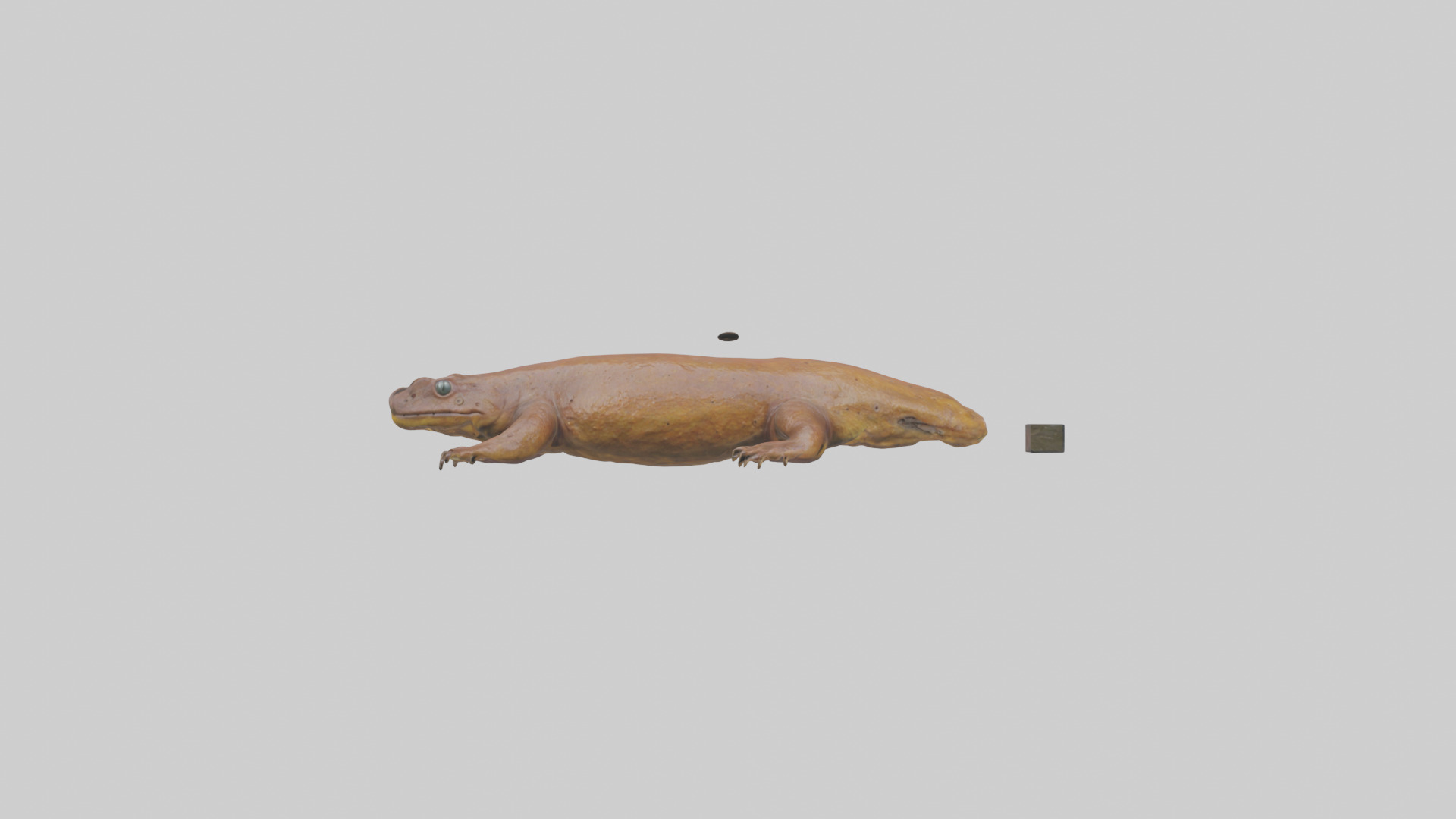 Eastern Hellbender resting model Low-poly 3D model_19