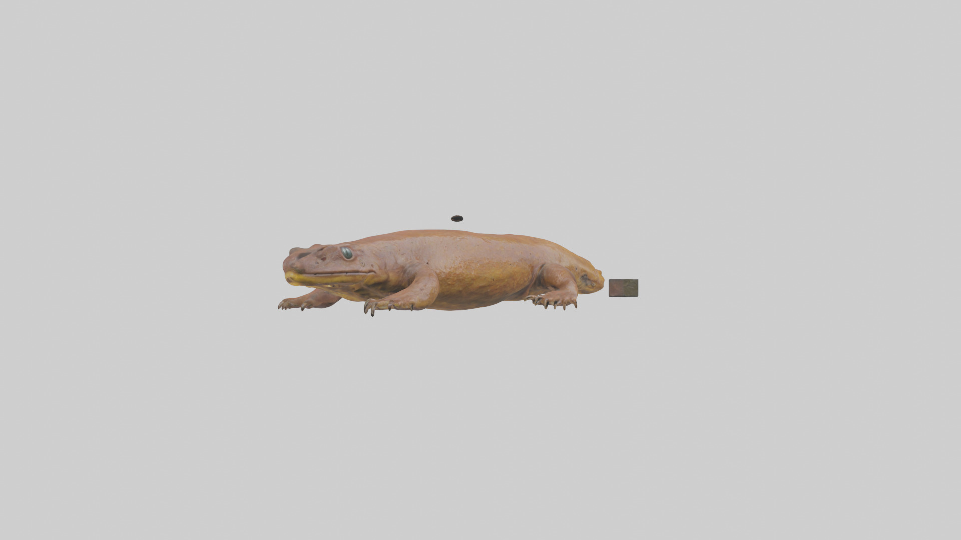 Eastern Hellbender resting model Low-poly 3D model_8