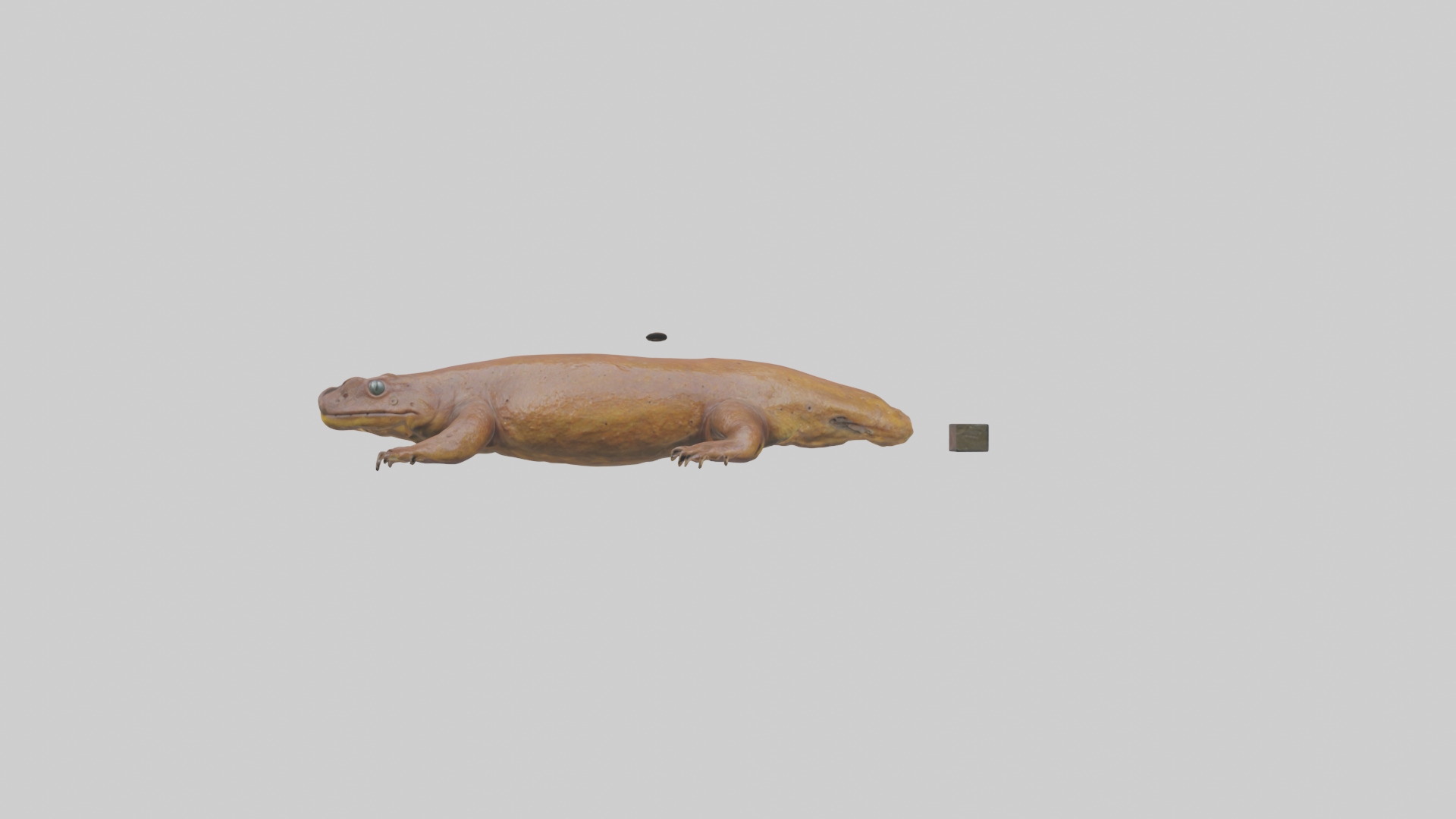 Eastern Hellbender resting model Low-poly 3D model_20