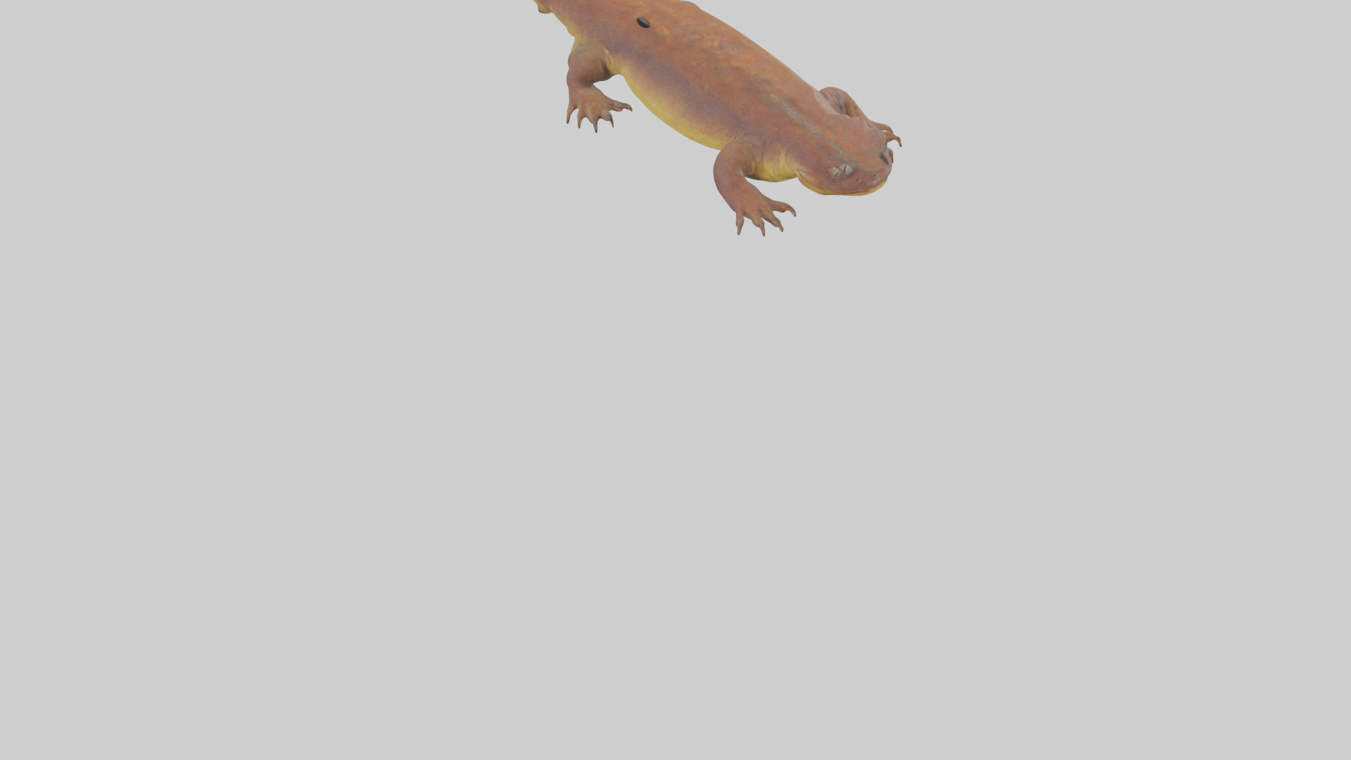 Eastern Hellbender resting model Low-poly 3D model_5