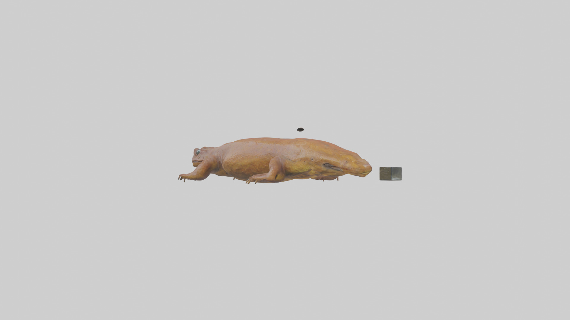 Eastern Hellbender resting model Low-poly 3D model_9
